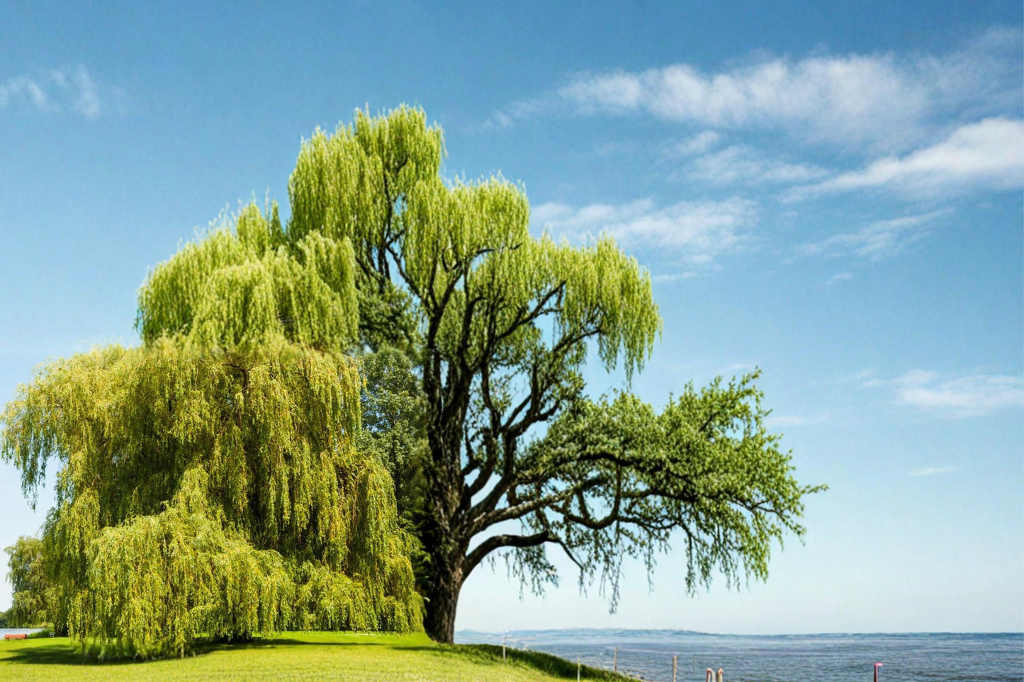 Golden Weeping Willow Cuttings 2 Pack - Salix babylonica - Fast-Growing Ornamental Tree for Shade & Landscape Planting