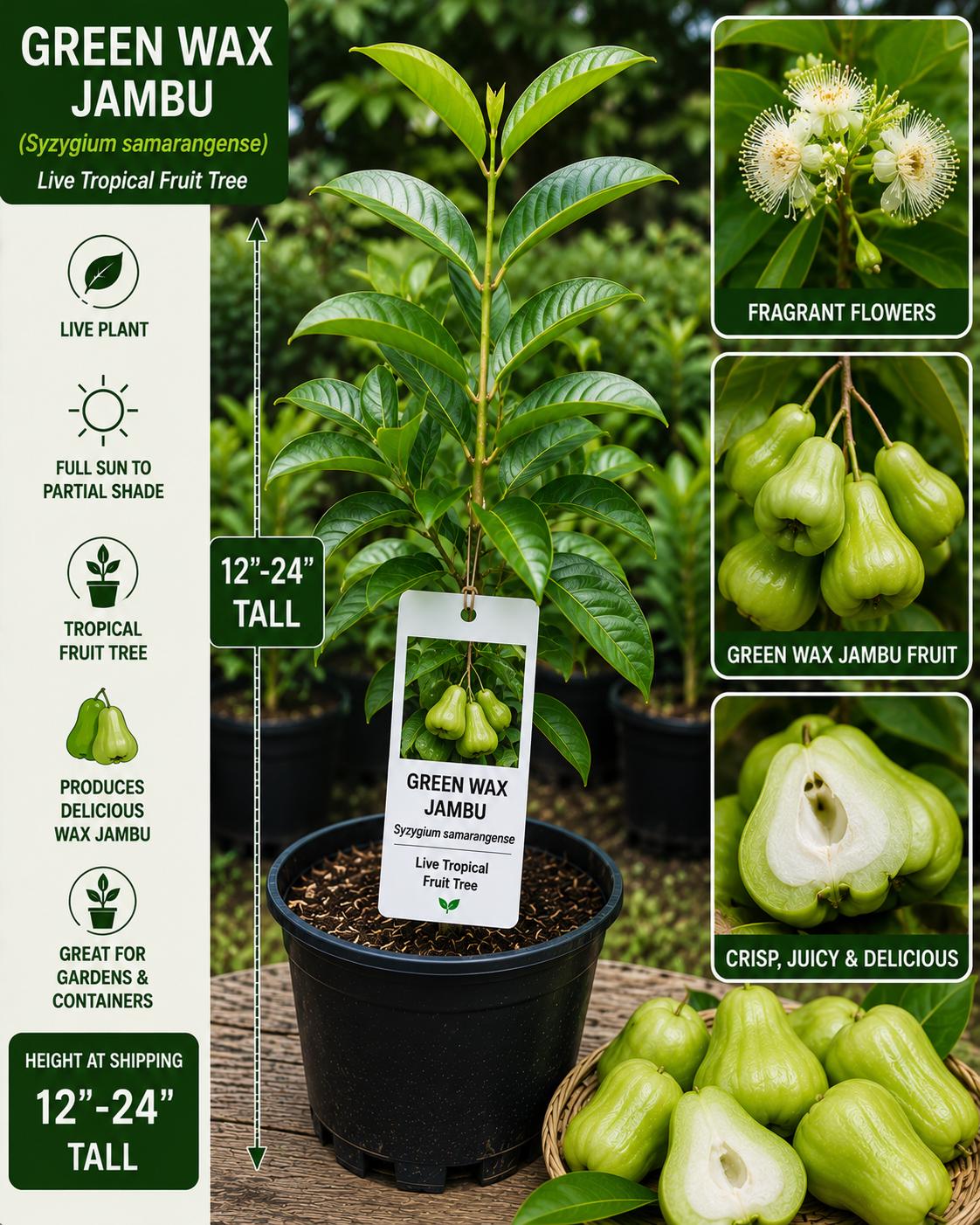 Green Wax Jambu Live Fruit Tree 12-24 Inches - Syzygium samarangense - Non-GMO Tropical Fruit Plant