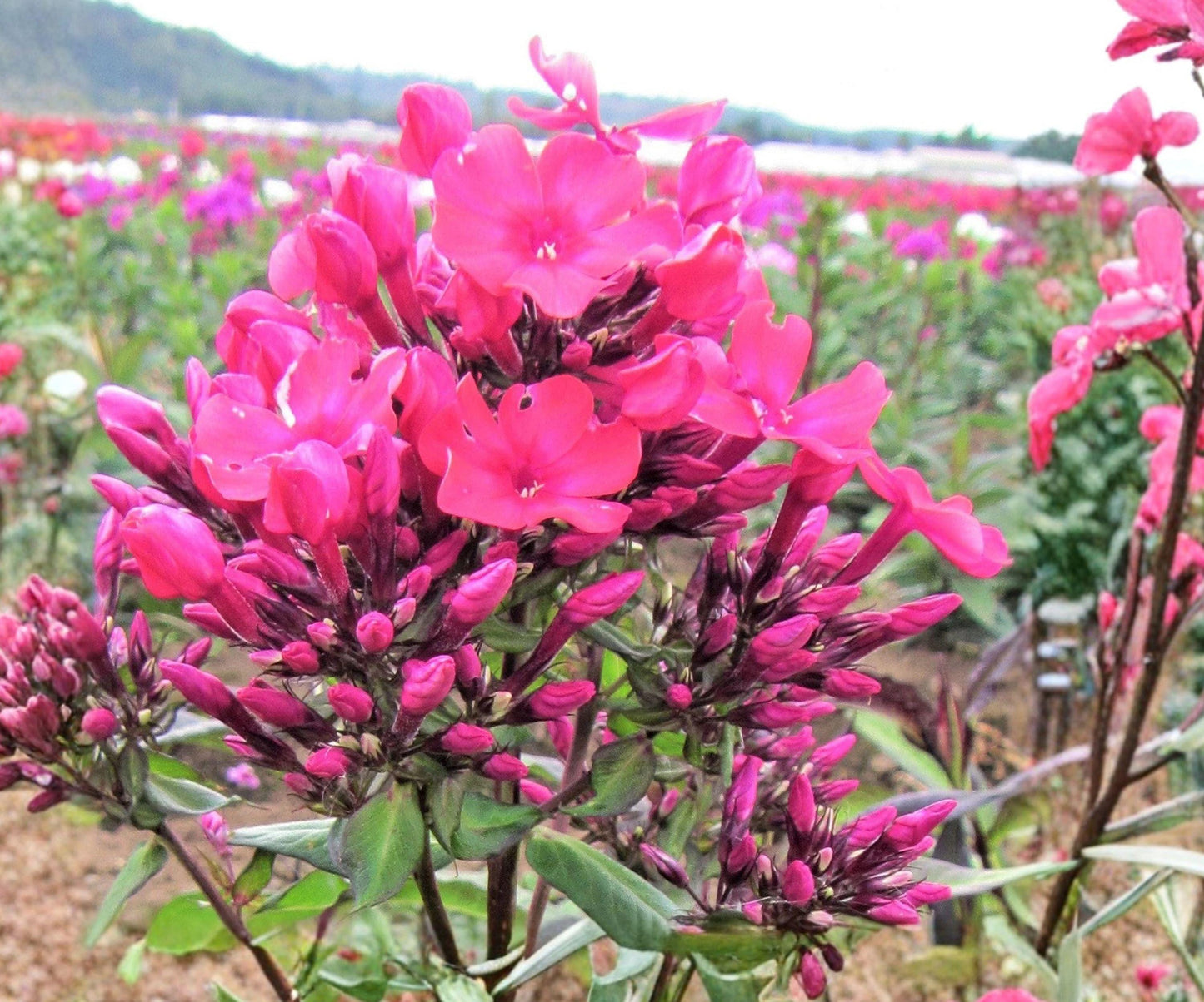Phlox Starfire Plant - Bare Root Deep Red Perennial Flower - Phlox paniculata ‘Starfire’ - Hardy Zone 4-8 - Fragrant Blooms