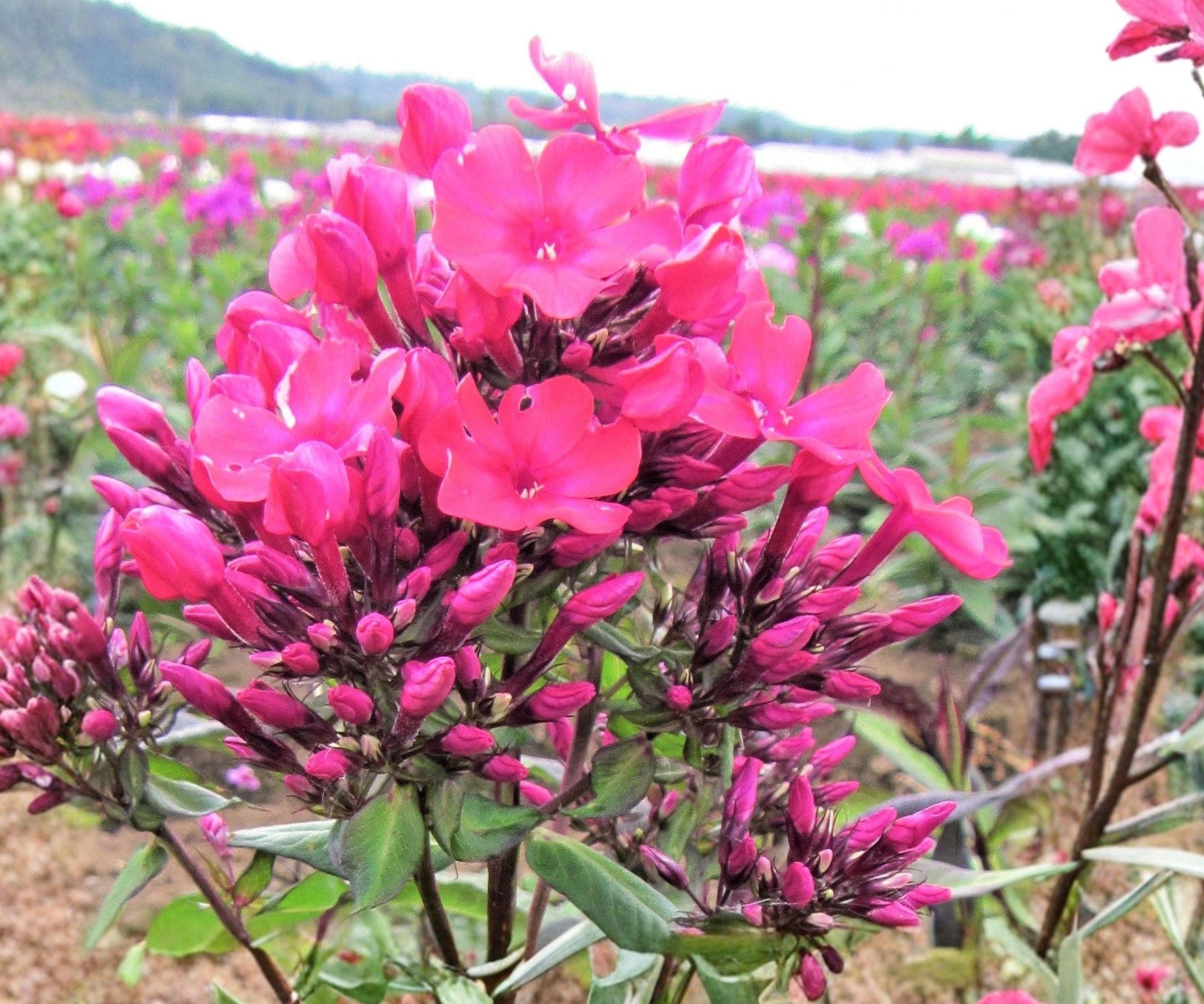 Phlox Starfire Plant - Bare Root Deep Red Perennial Flower - Phlox paniculata ‘Starfire’ - Hardy Zone 4-8 - Fragrant Blooms