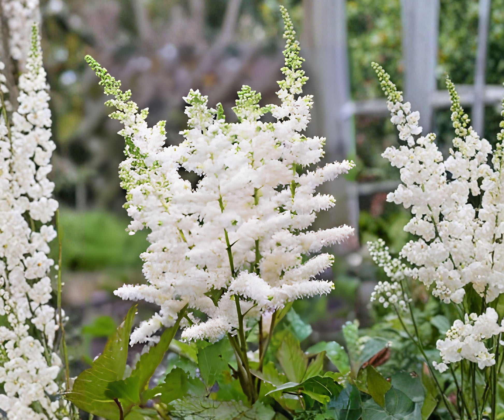Astilbe Younique White Bare Root Plant - Compact Creamy White Perennial - Astilbe hybrid 'Younique White' for Shade Gardens