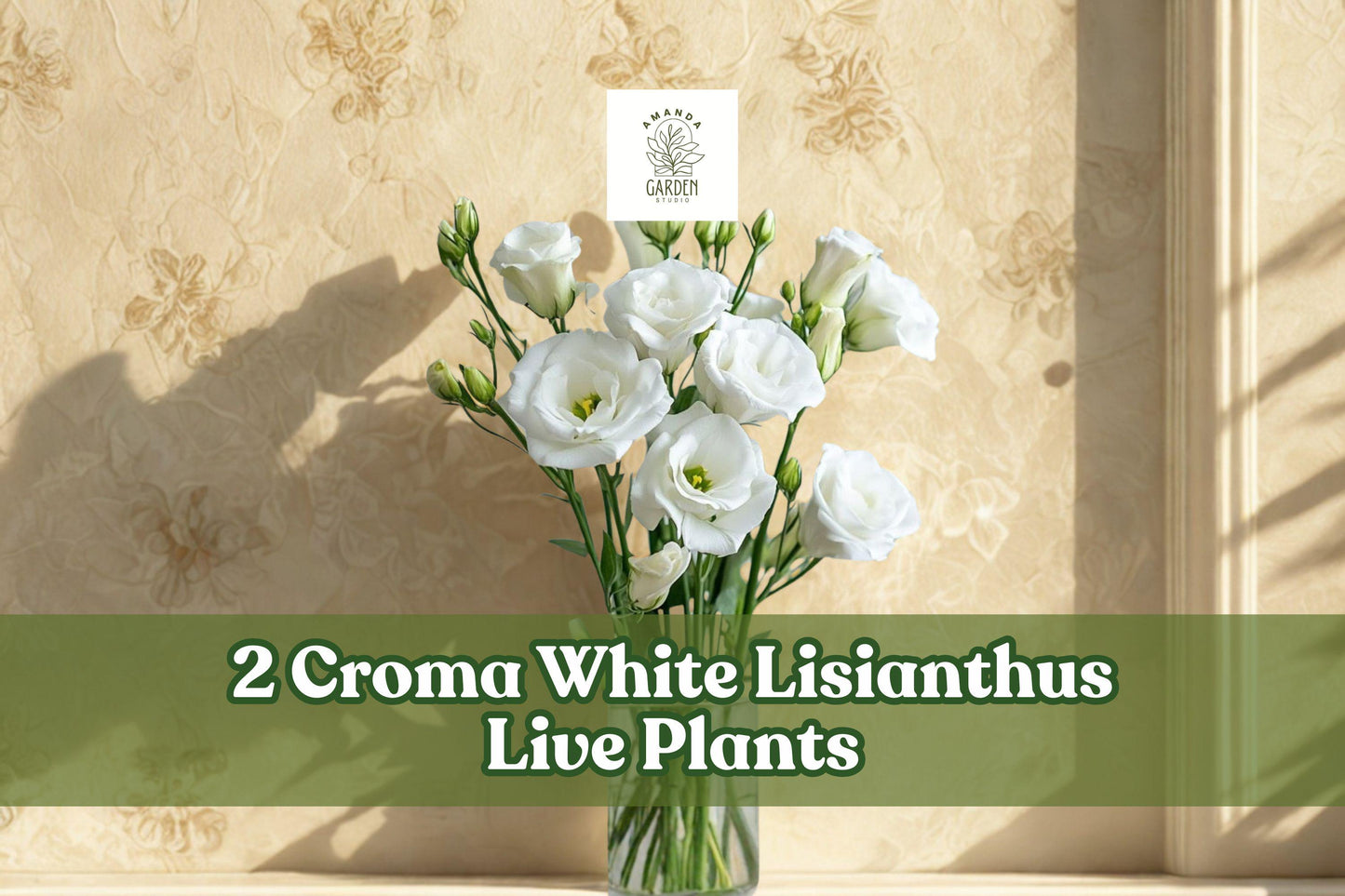 Croma White Lisianthus Live Plants - 2 Eustoma Starter Plugs for Containers | Elegant White Blooms, Flowering Garden Plants