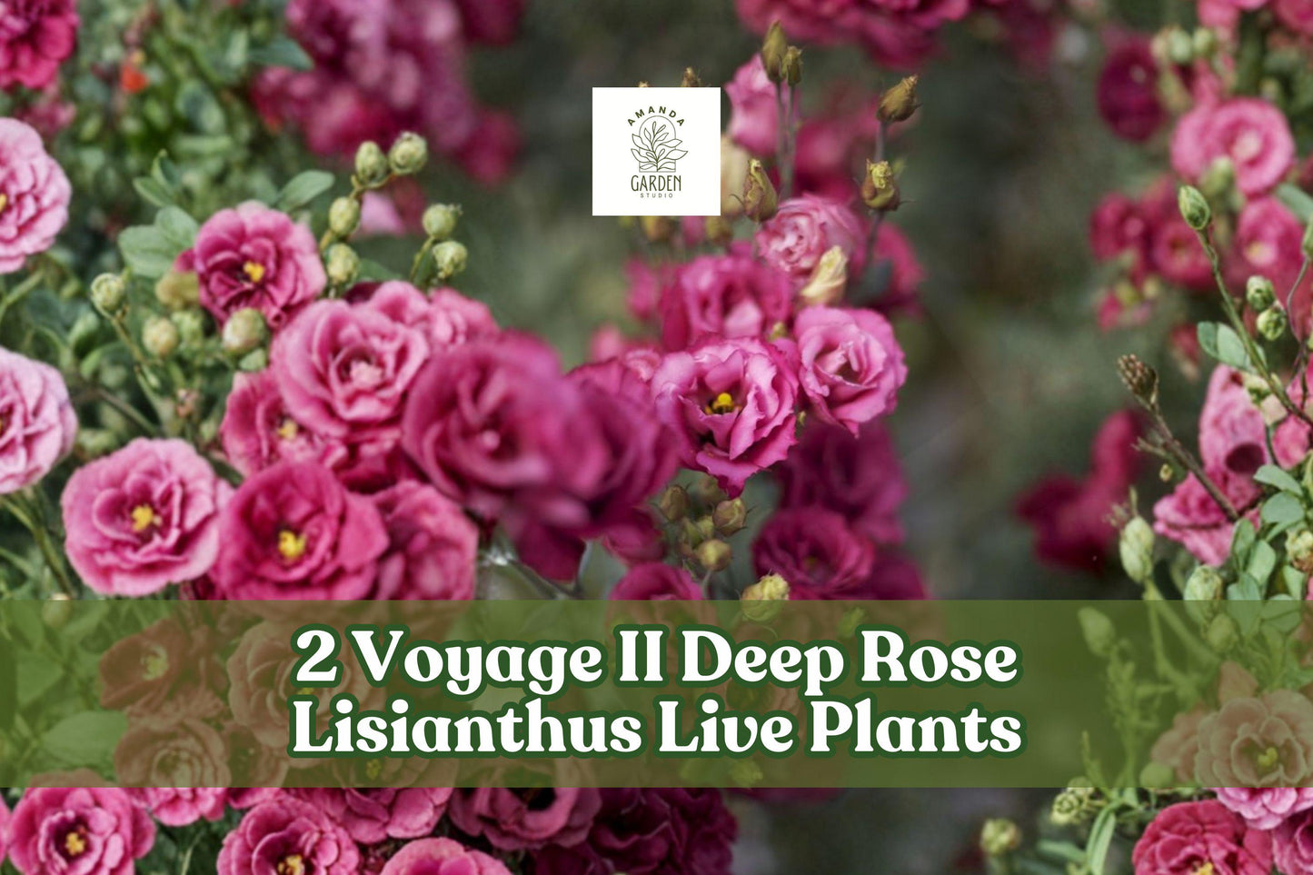 Voyage II Deep Rose Lisianthus Live Starter Plants - Eustoma grandiflorum - 2 Pack - Elegant Deep Rose Blooms for Containers