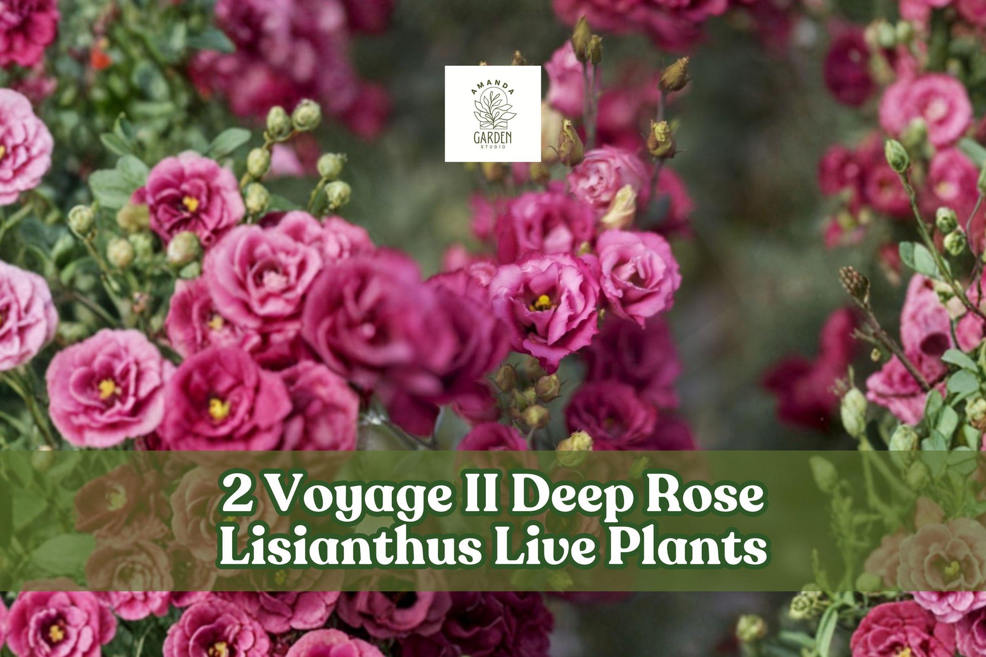 Voyage II Deep Rose Lisianthus Live Starter Plants - Eustoma grandiflorum - 2 Pack - Elegant Deep Rose Blooms for Containers