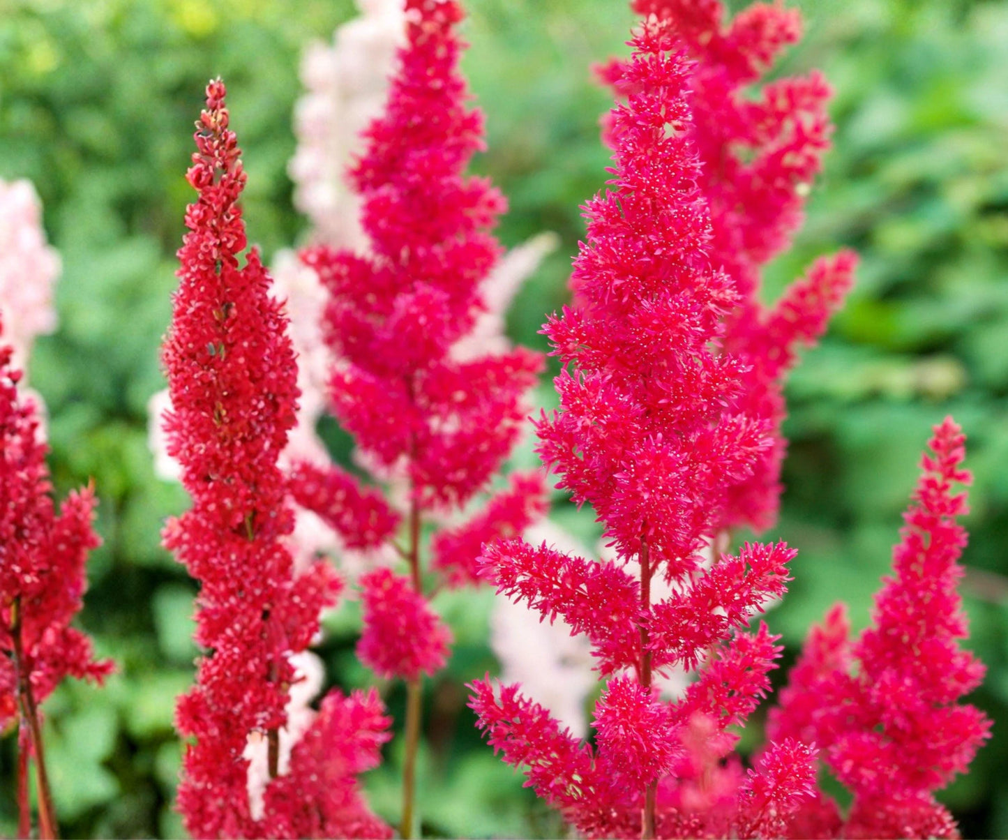 Astilbe Younique Carmine Bare Root Plant – Cherry Pink Perennial, Astilbe hybrid ‘Younique Carmine’, Zones 3-8, Compact Shade Plant