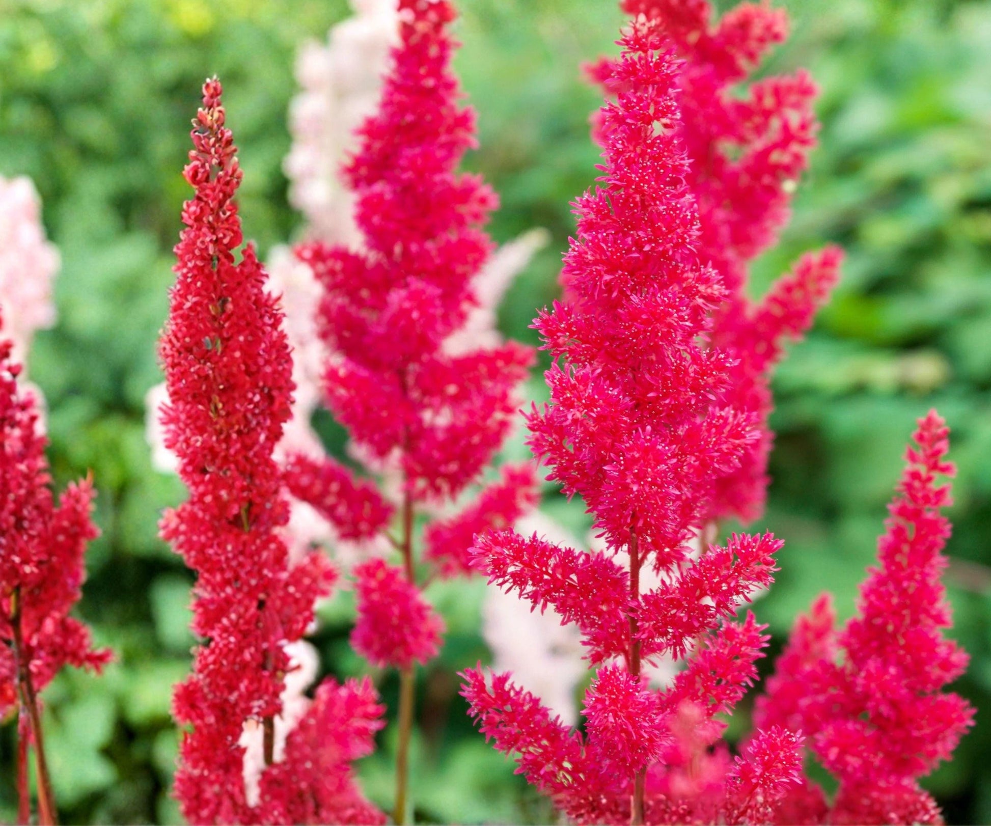 Astilbe Younique Carmine Bare Root Plant – Cherry Pink Perennial, Astilbe hybrid ‘Younique Carmine’, Zones 3-8, Compact Shade Plant
