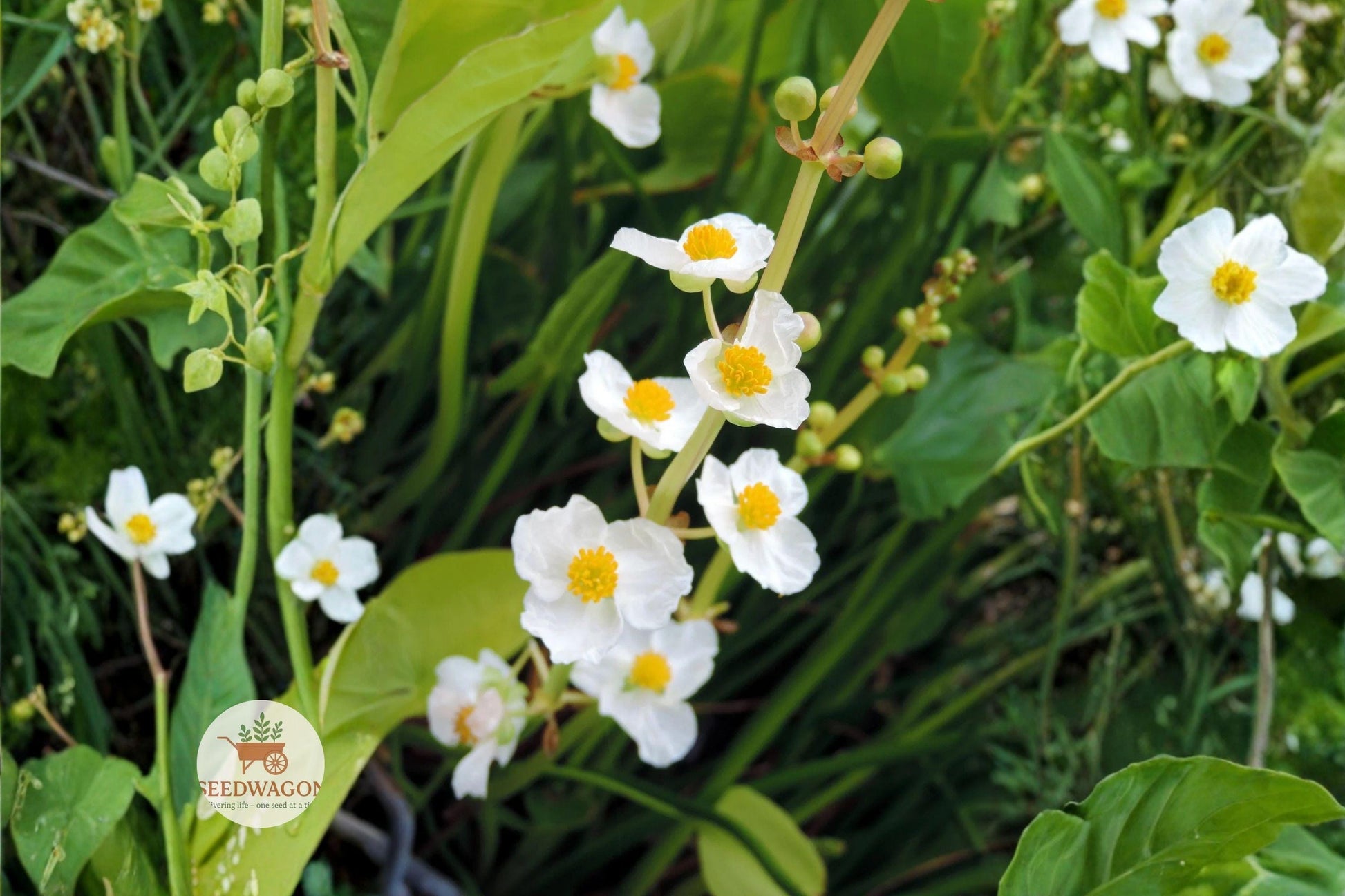 Common Arrowhead Seeds - 100 Seeds of Sagittaria latifolia, Native Aquatic Plant with White Flowers for Ponds and Bog Gardens