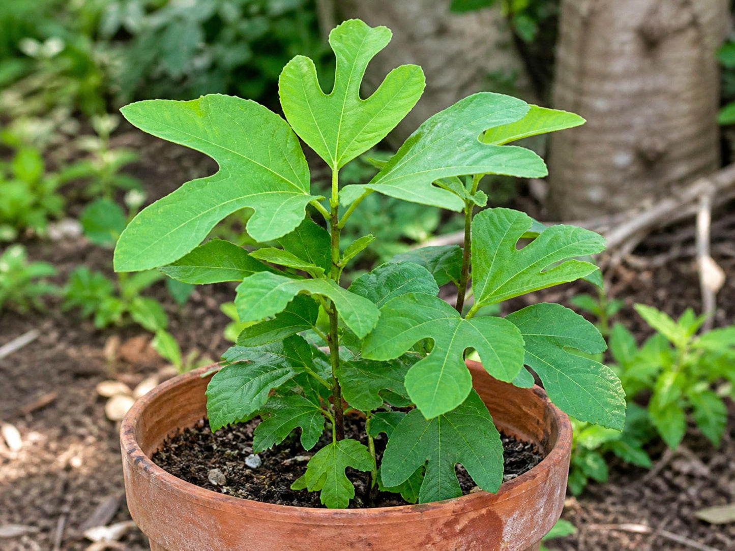 Sassafras Tree Plant 12-24in Bare Root Sassafras albidum Native Deciduous with Fall Color for Landscape and Garden