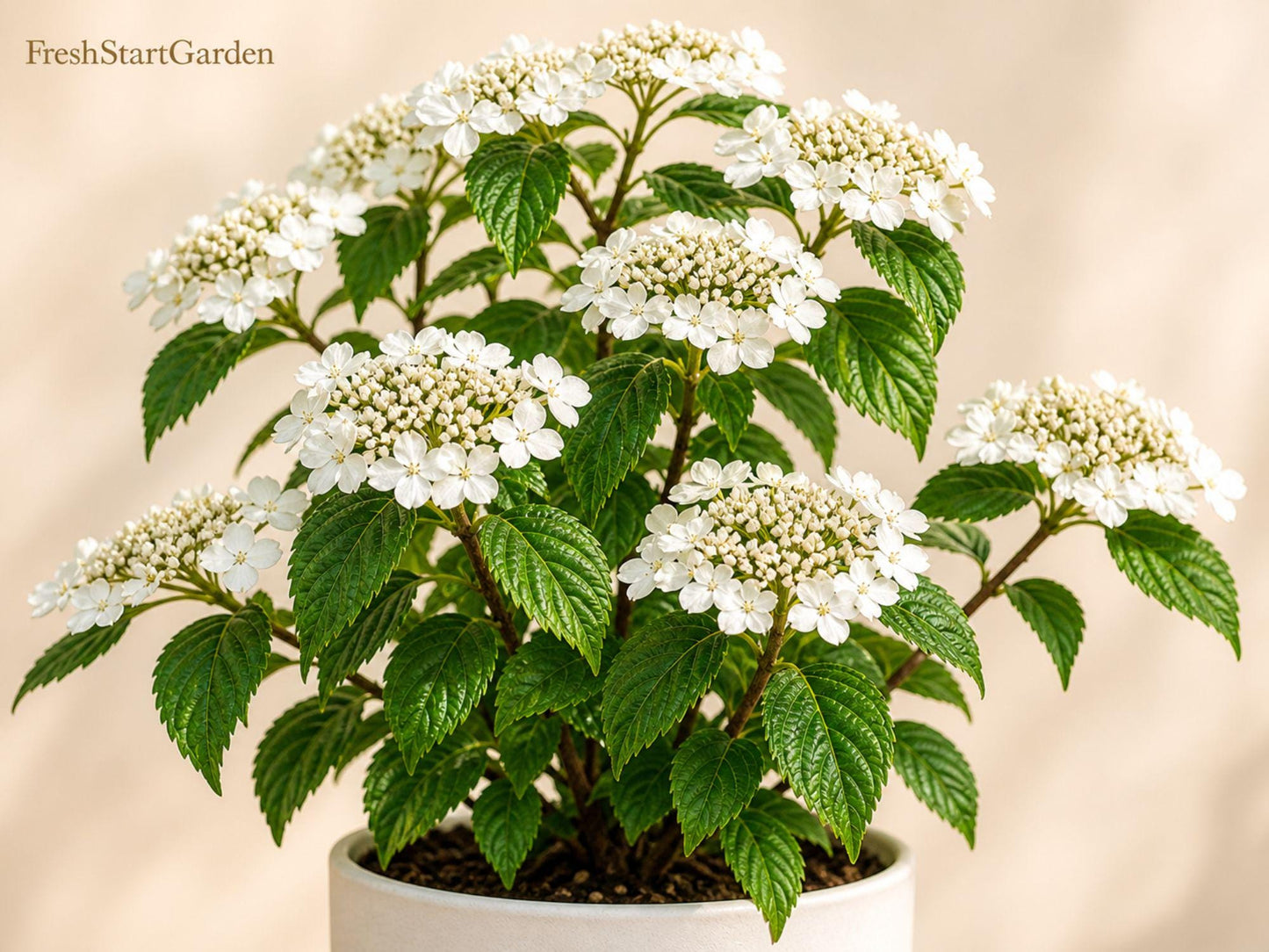 Japanese Snowball Plant 12-24in Bare Root Flowering Shrub Viburnum plicatum for Spring Garden