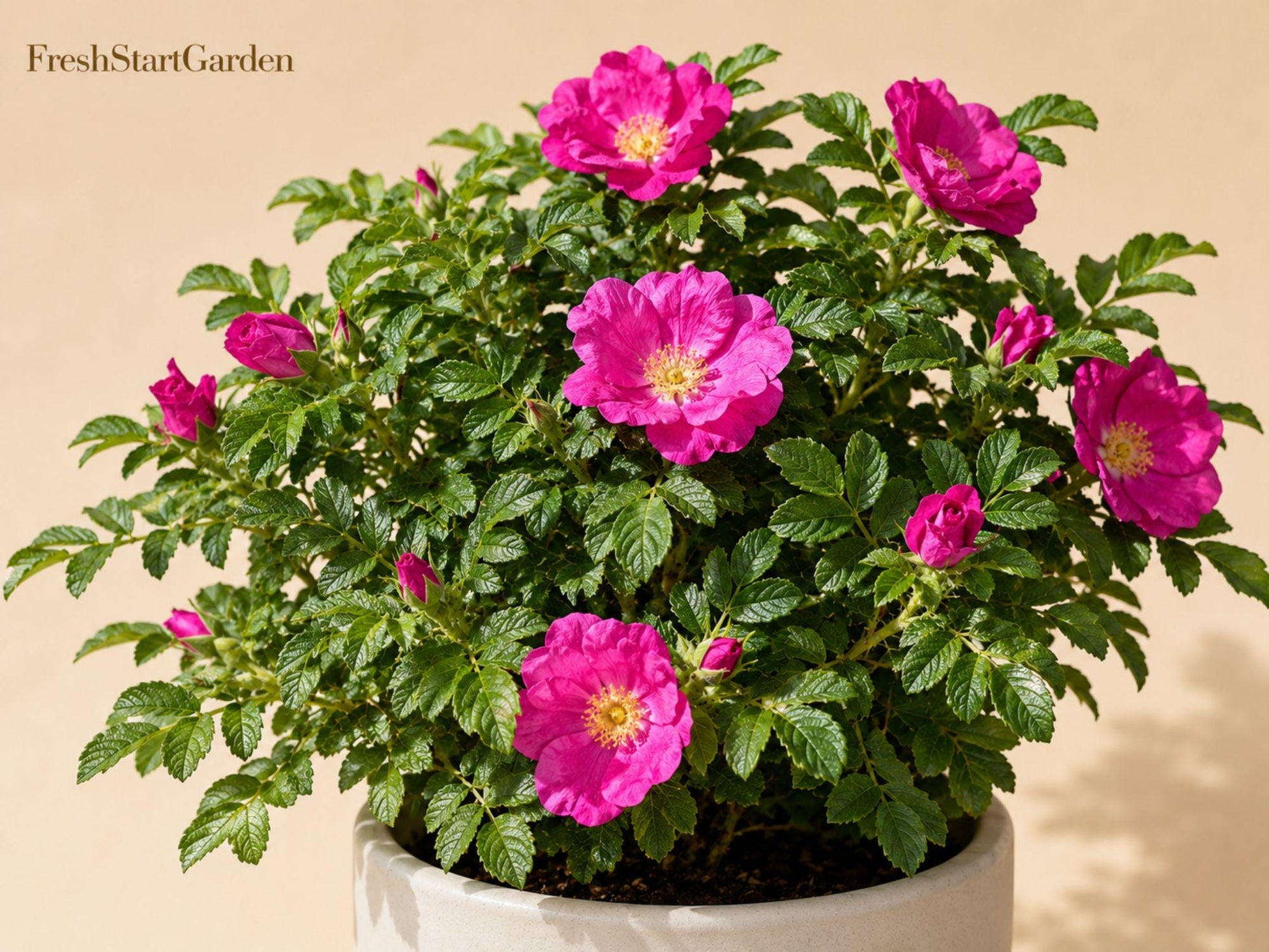 Rugosa Rose Seedlings for Planting - Rosa rugosa Fragrant Flowering Shrub - Hardy Perennial for Hedges & Cottage Gardens