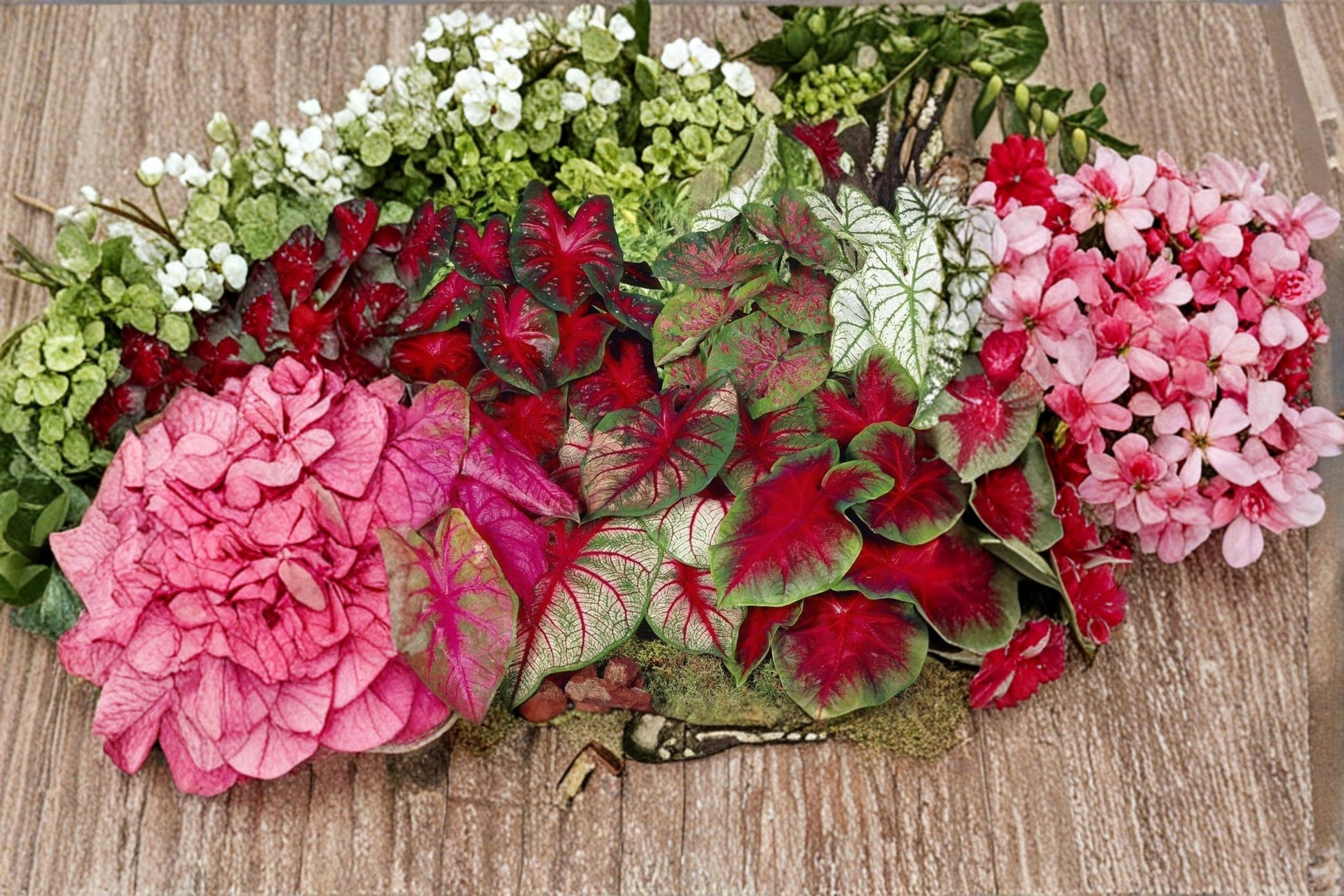 Pinky Swear Caladium Bulbs - 6 Count, Colorful Ornamental Foliage, Caladium bicolor, Tropical Shade Plant