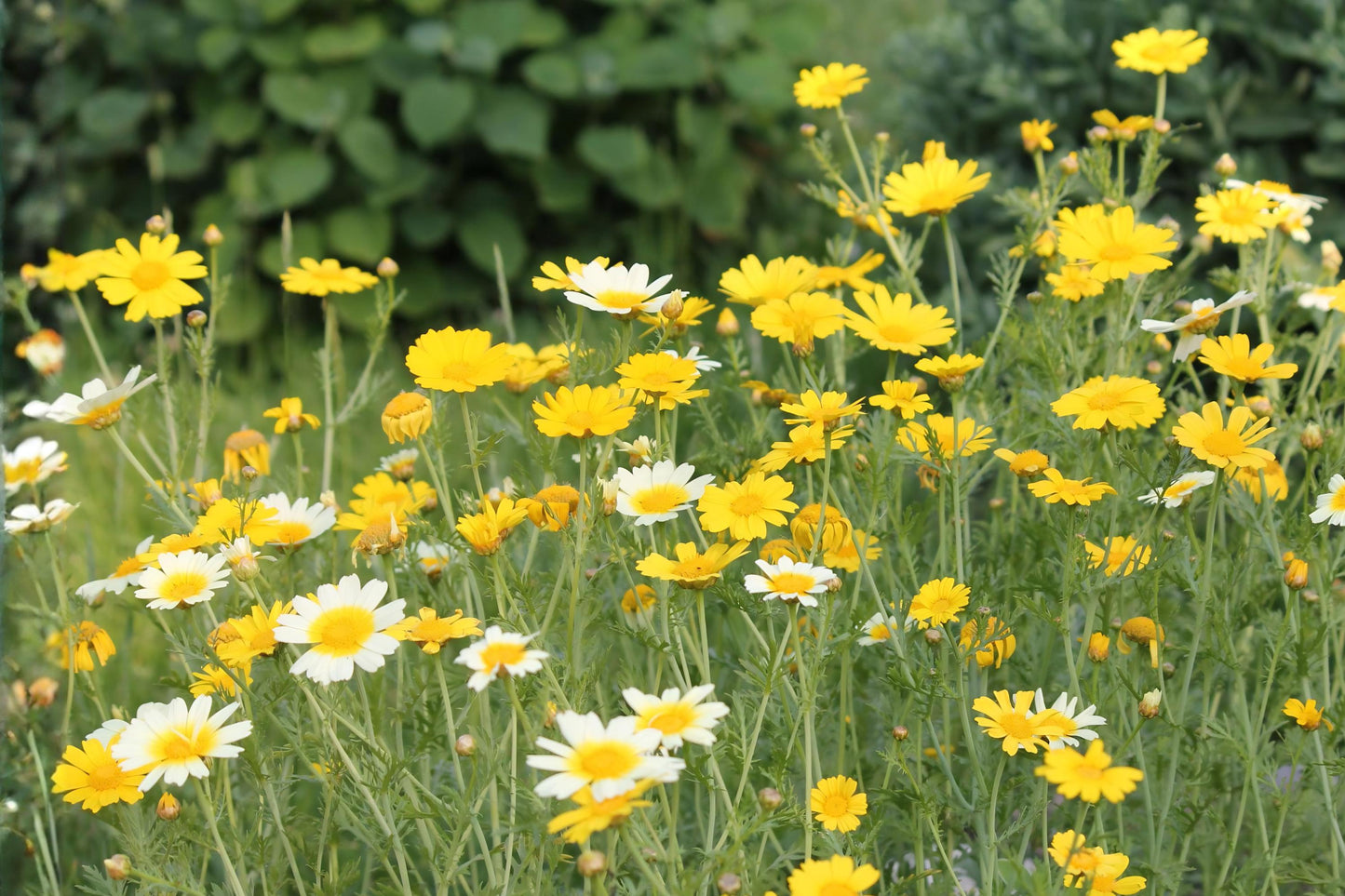 Garland Crown Daisy Seeds (100) | Edible Chrysanthemum, Yellow & White Blooms | Chrysanthemum coronarium