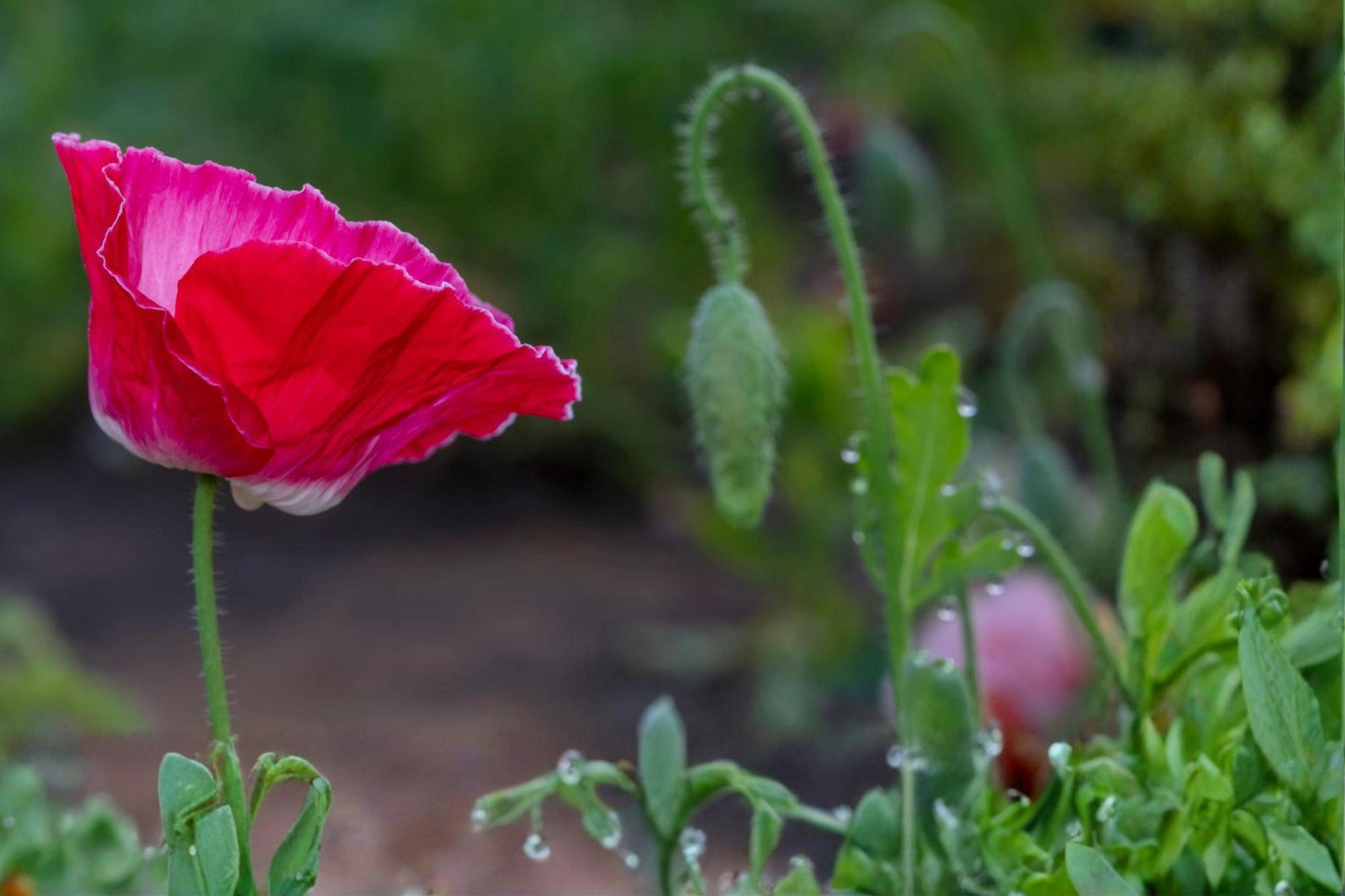 Mixed Corn Poppy Seeds (100) | Papaver rhoeas | Vibrant Wildflower Mix for Gardens and Borders