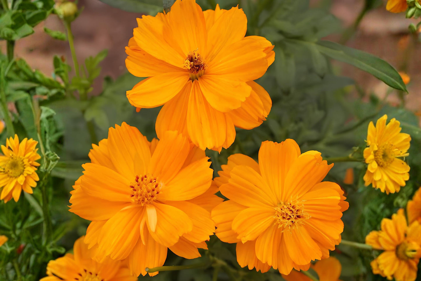 Dwarf Orange Cosmos Seeds (100) | Sulphur Cosmos Flower Seeds | Cosmos sulphureus | Bright Orange Blooms for Garden