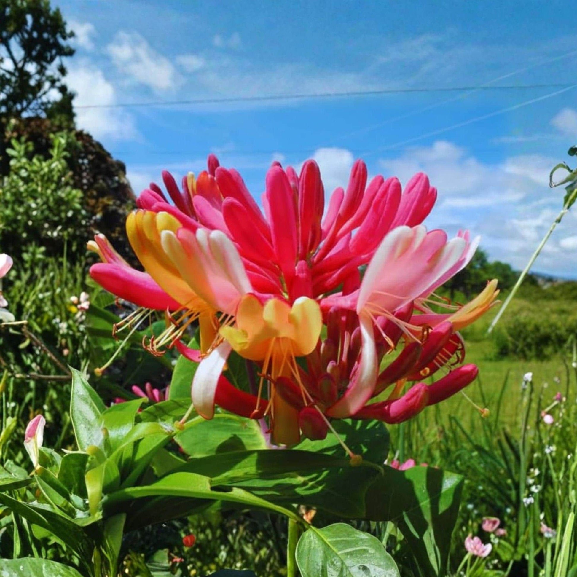 Antique Pink Honeysuckle Vine Bare Root Plant 12 Inches - Lonicera japonica - Climbing Garden Vine with Sweet Fragrance
