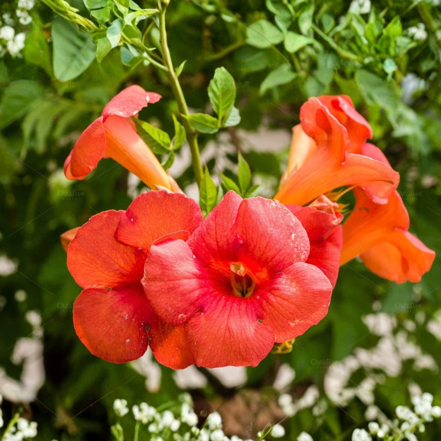 Flame Orange Red Trumpet Vine Bare Root Plant 12 Inches - Campsis radicans - Fast-Growing Climbing Vine for Fences and Trellises