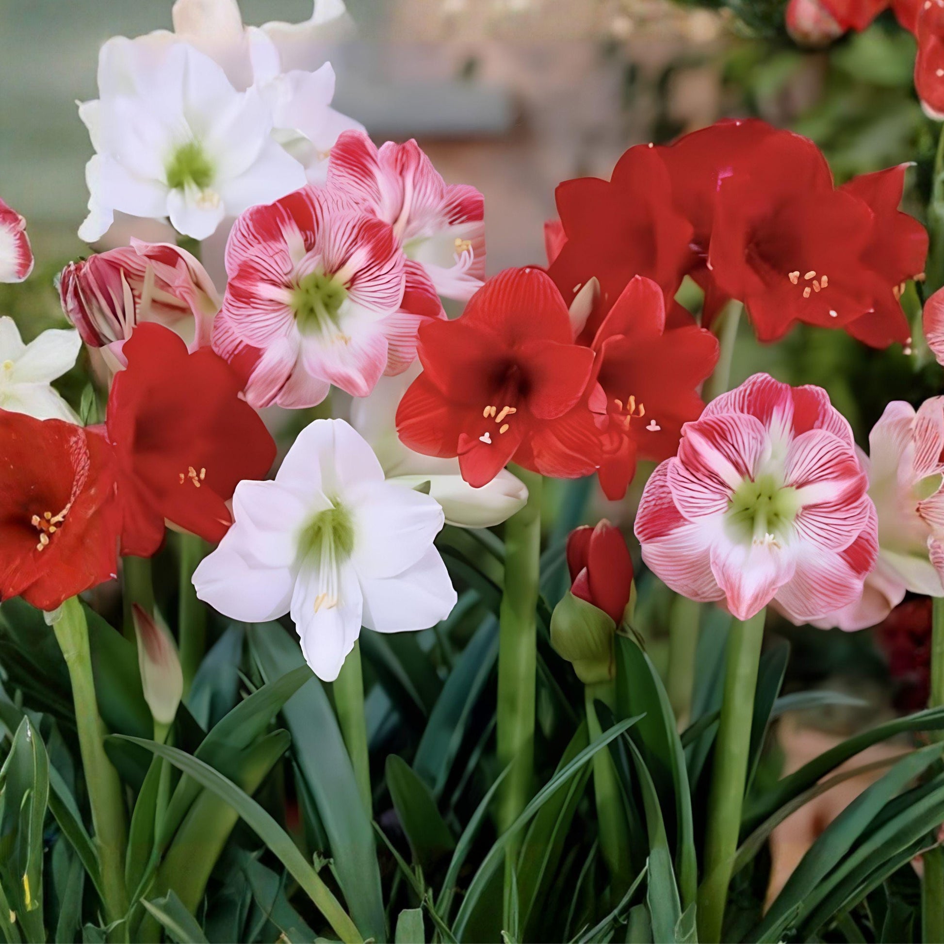 Dwarf Amaryllis Bulbs 10 Pack – Flowering Bulbs for Pots & Garden, Trumpet-Shaped Blooms, Easy to Grow, Scientific Name: Hippeastrum
