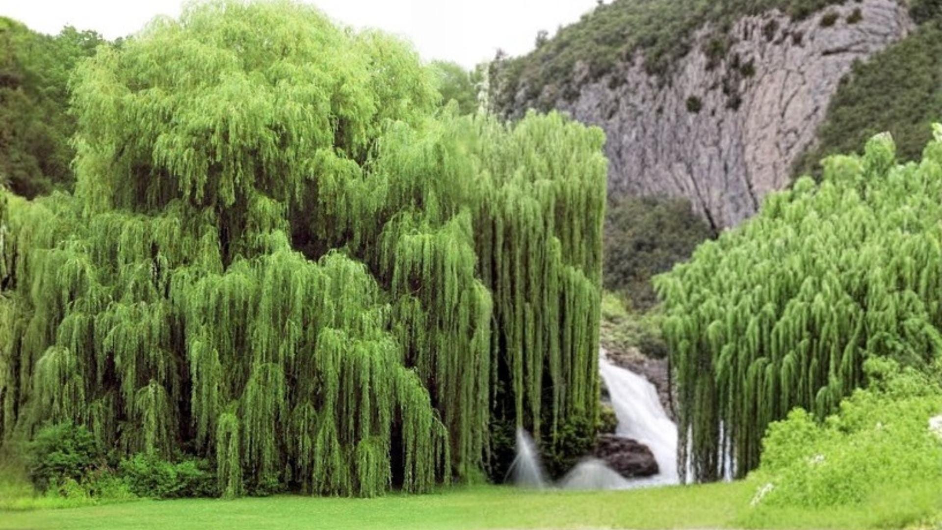Australian Willow Cutting - 1 Bare Root Propagation Piece - Salix matsudana - Ideal for Bonsai Cultivation and Container Growth