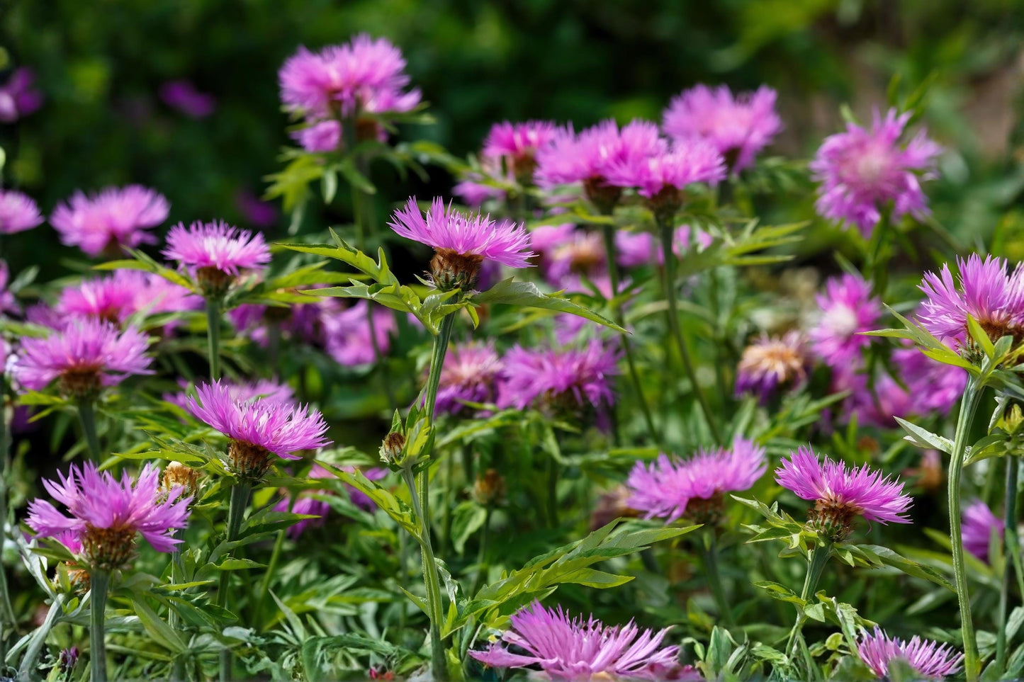 Sweet Sultan Seeds - 100 Count ‘Imperialis Mix’ Amberboa moschata - Fragrant Heirloom Flower Mix for Cottage Gardens and Arrangements