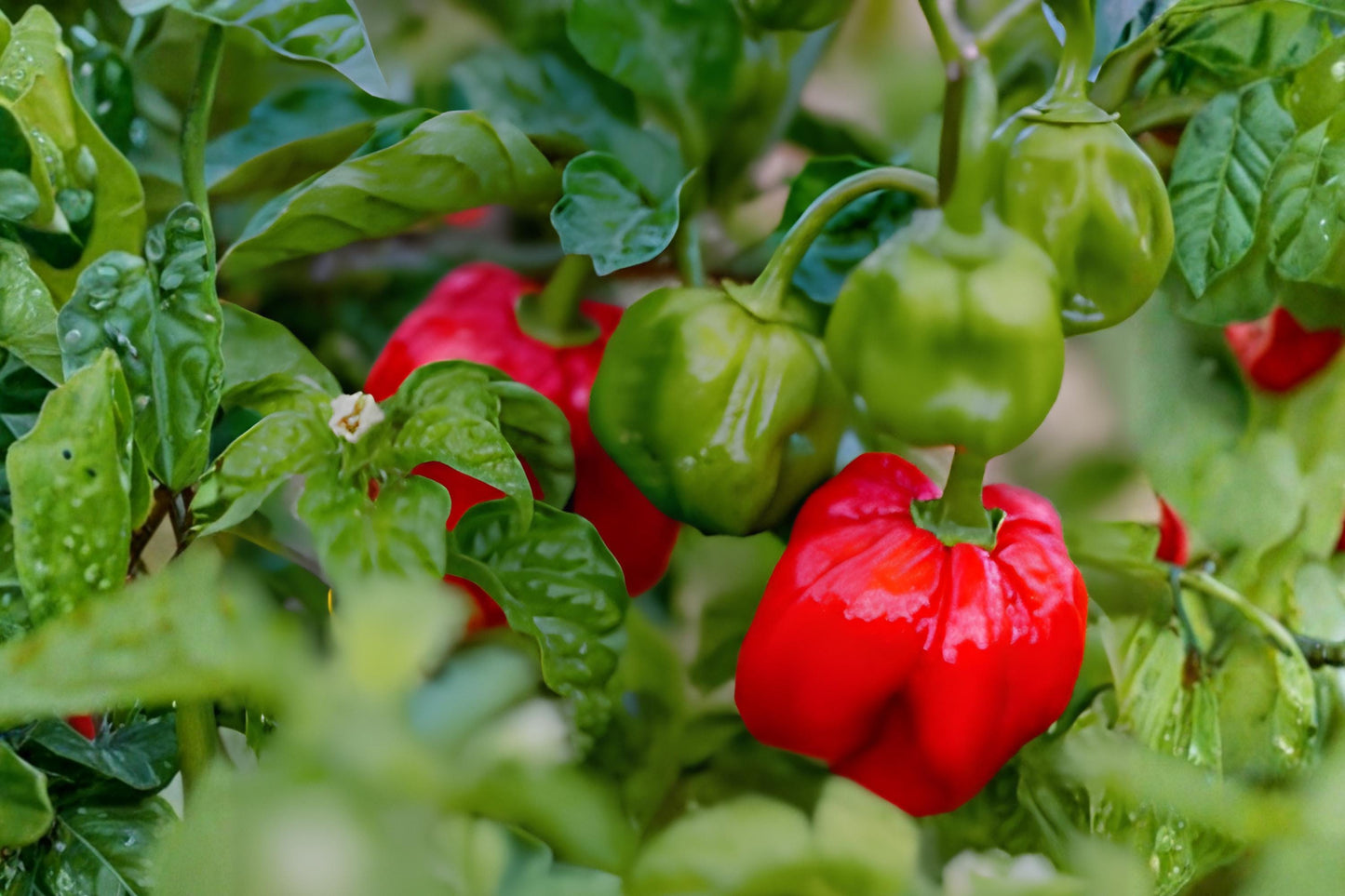 Red Scotch Bonnet Pepper Seeds (25) | Fiery Hot Caribbean Chili | Capsicum chinense | Ideal for Sauces & Jerk Seasoning