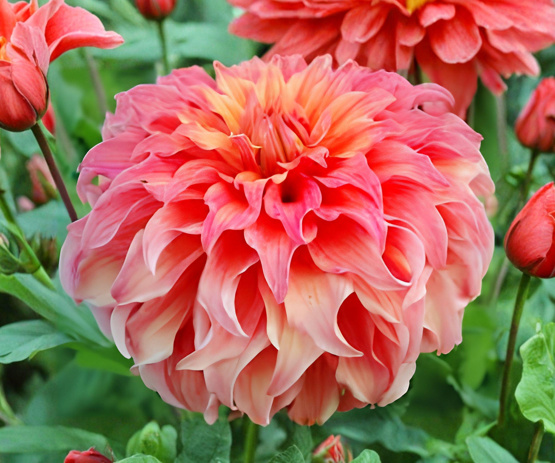 Dahlia Tubers - Coral Pink Wyn's Moonlight Sonata - Dahlia hybrid - 3 Field-Grown Tuber Clumps for Summer Fall Blooms