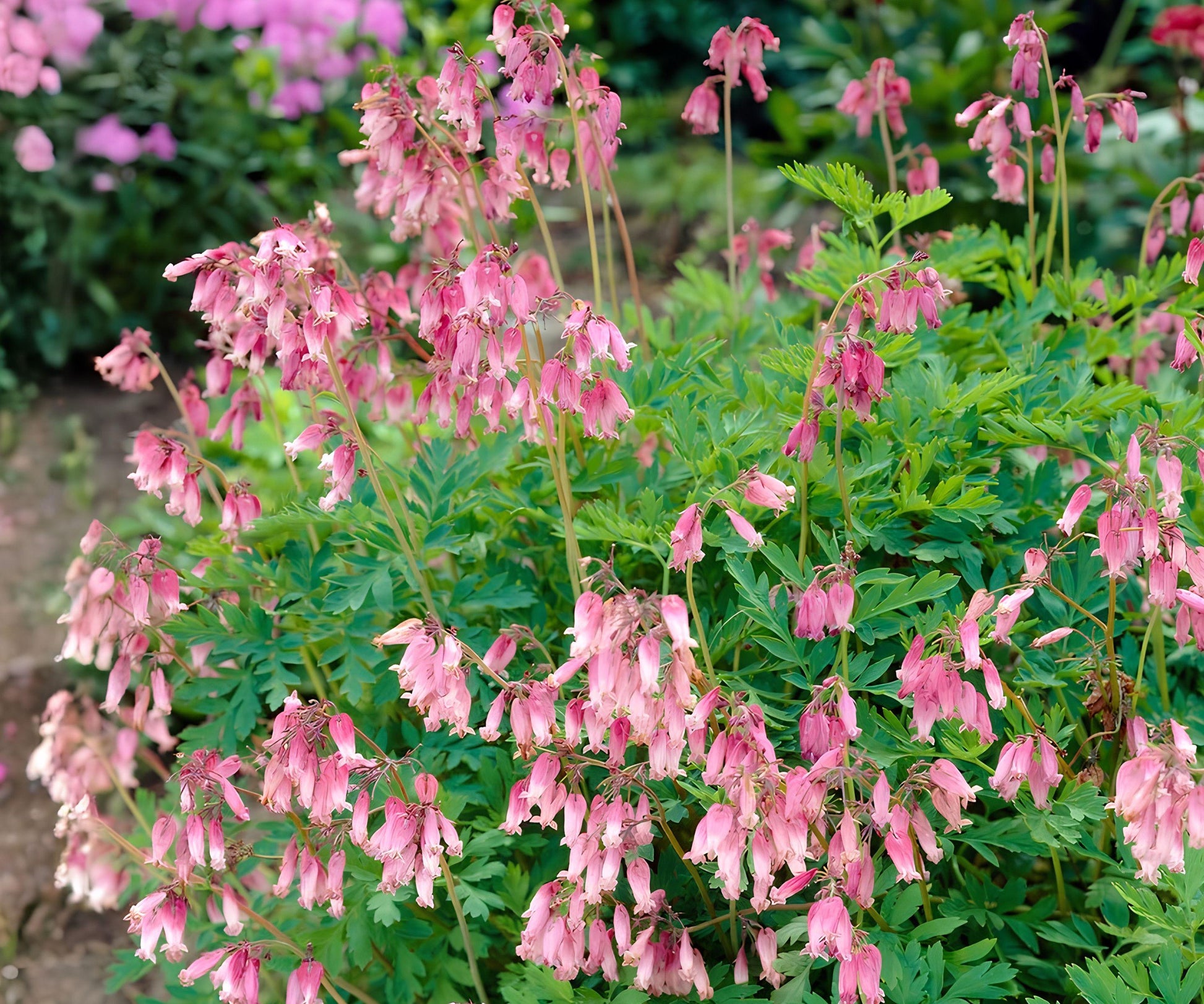Dicentra Formosa Bare Root Plant - Pink Woodland Perennial - Western Bleeding Heart - Shade Garden Flower (Zones 3-9)
