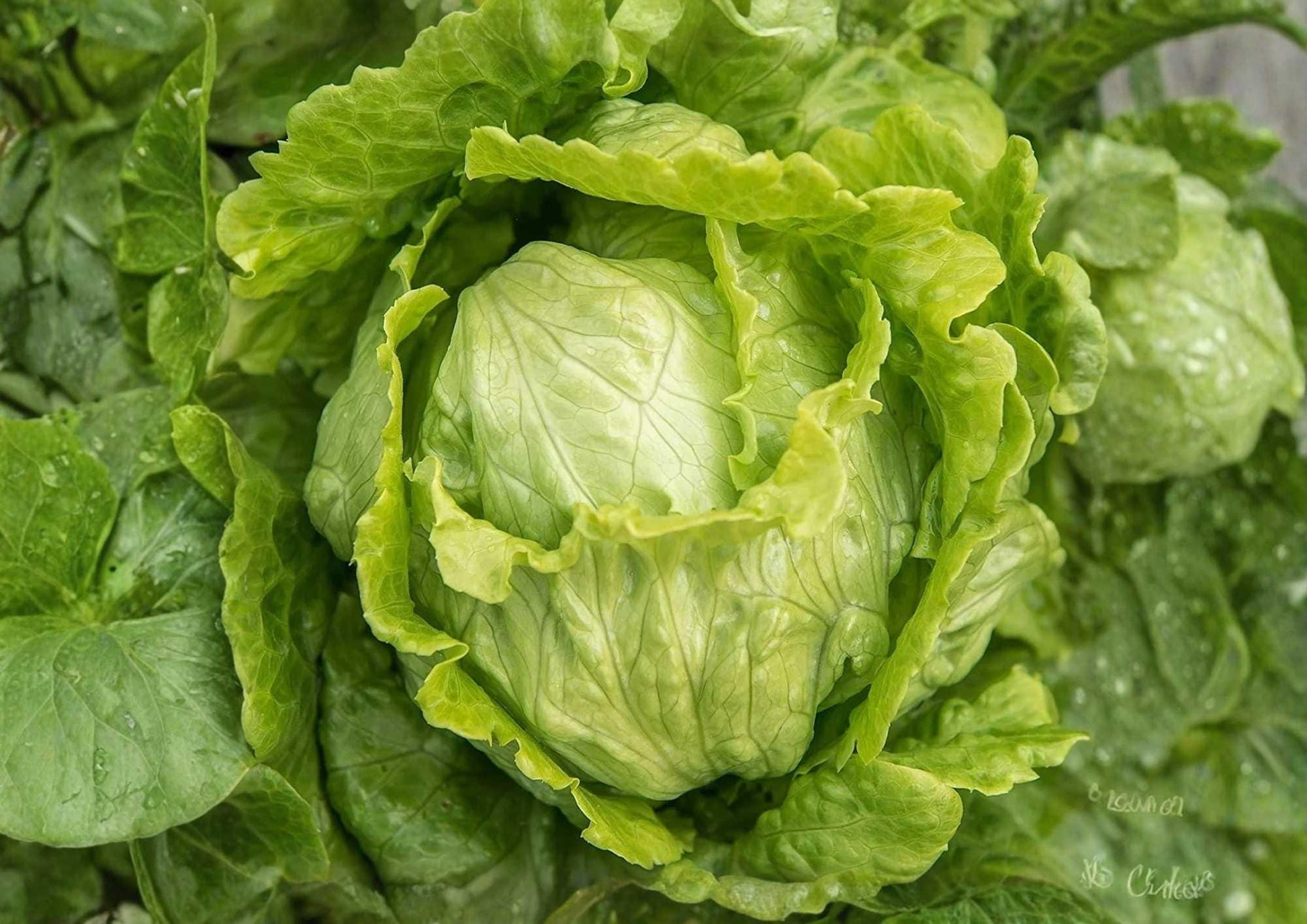 Iceberg Crisphead Lettuce Seeds - 500+ Organic Vegetable Seeds for High Yield Salad Garden - Lactuca sativa