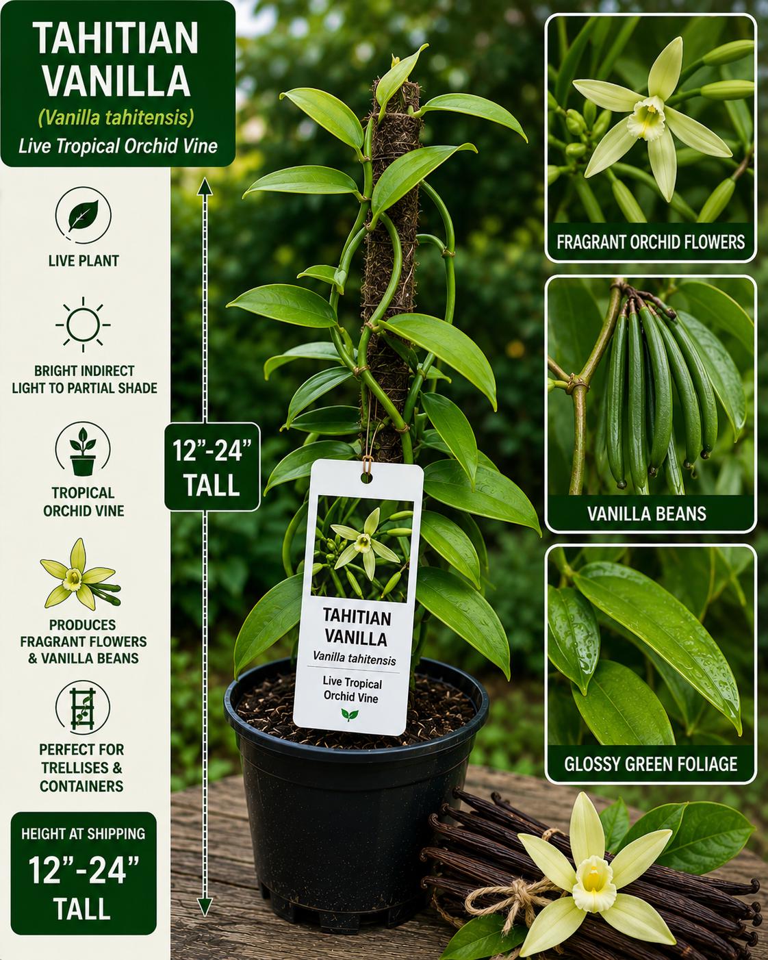 Tahitian Vanilla Live Vine 12-24 Inches - Vanilla tahitensis - Fresh New Harvest Quality Plant