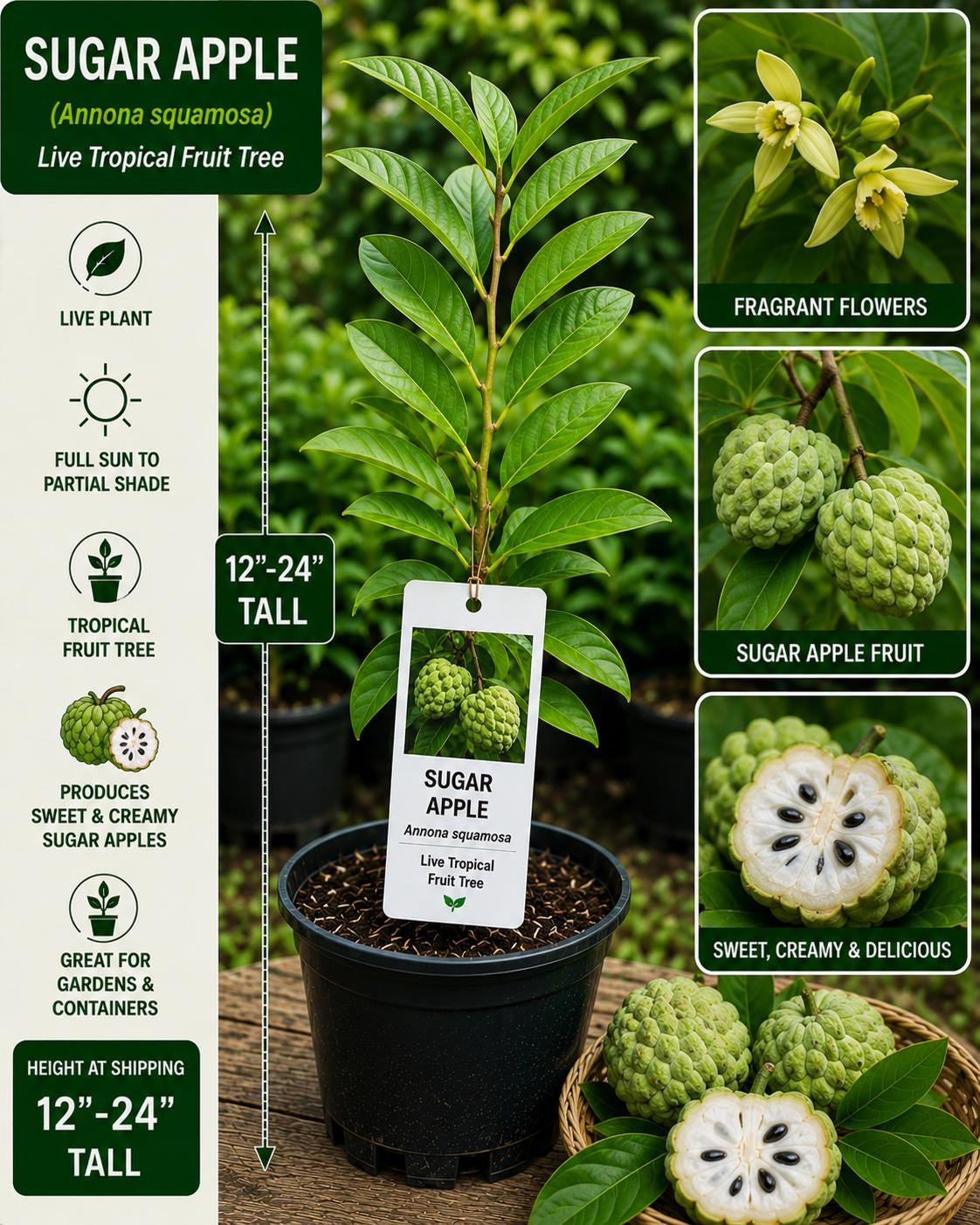 Sugar Apple Tree 12-24 Inches Tall - Annona squamosa - Live Fruit Plant - Tropical Edible Fruit Tree
