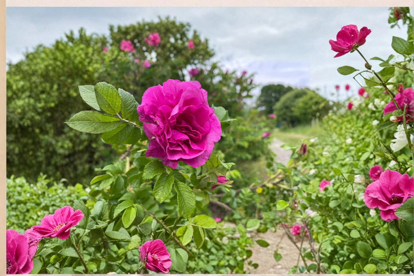 Rugosa Rose Seedling Plant - Hardy Flowering Shrub - Rosa rugosa - Fragrant Blooms for Garden Beds and Landscapes