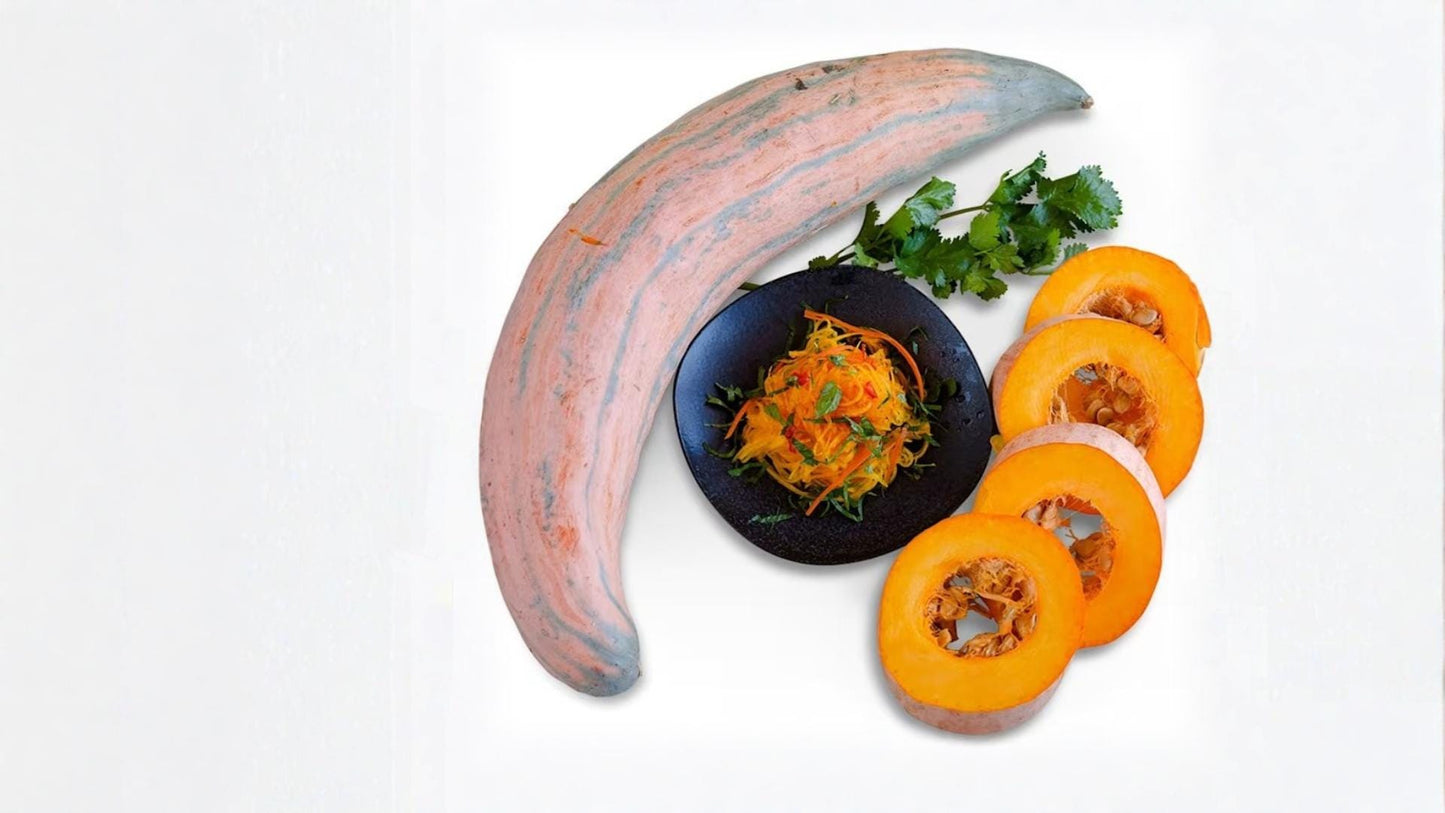 North Georgia Candy Roaster Seeds - 10 Heirloom Squash Seeds (Cucurbita maxima) for Home Garden Planting