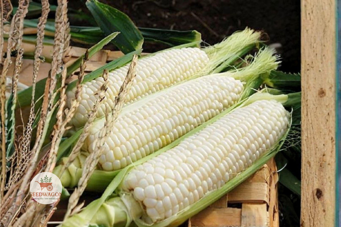 Stowell's Evergreen White Corn Seeds - Heirloom Non-GMO (20+ Seeds) - Zea mays - Sweet, Tender Kernels for Home Gardening