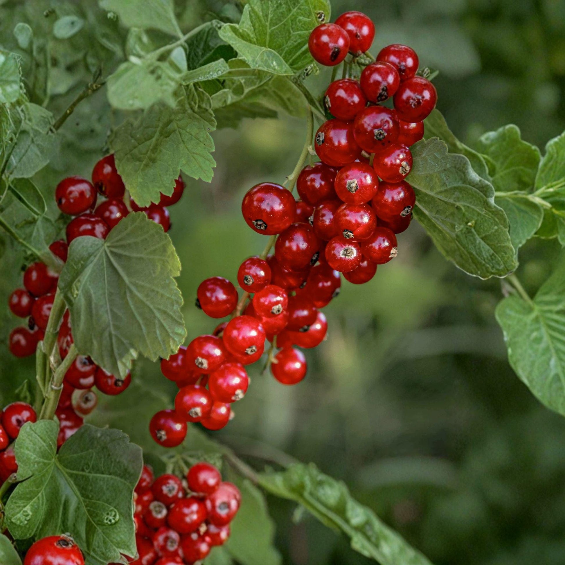 Red Currant Plants - 2 Live Starter Plants - Ribes rubrum - Tart Red Berries for Edible Gardens and Hedge Planting