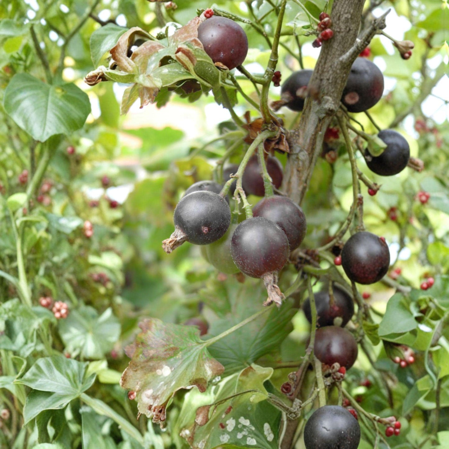 Jostaberry Cuttings 12 Unrooted Ribes × nidigrolaria Hybrid Fruit Shrub for Propagation, Dark Purple-Black Berries