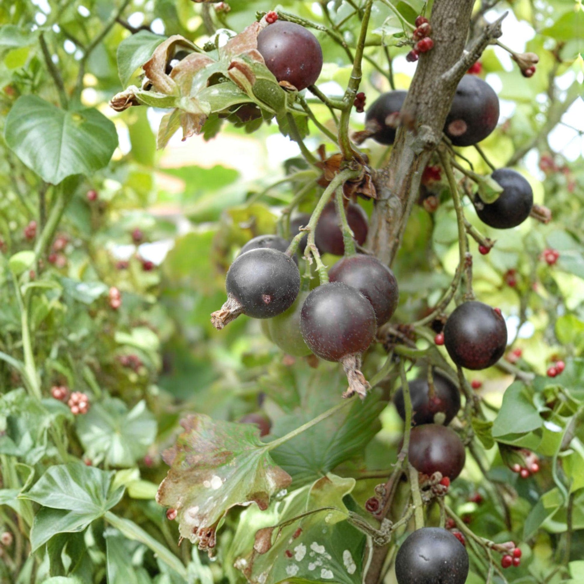 Jostaberry Cuttings 12 Unrooted Ribes × nidigrolaria Hybrid Fruit Shrub for Propagation, Dark Purple-Black Berries