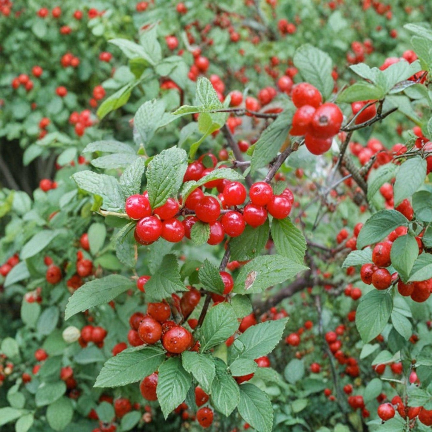 Nanking Cherry Live Plant Bare Root 24 Inches - Prunus tomentosa - Cold-Hardy Deciduous Shrub for Edible Landscaping