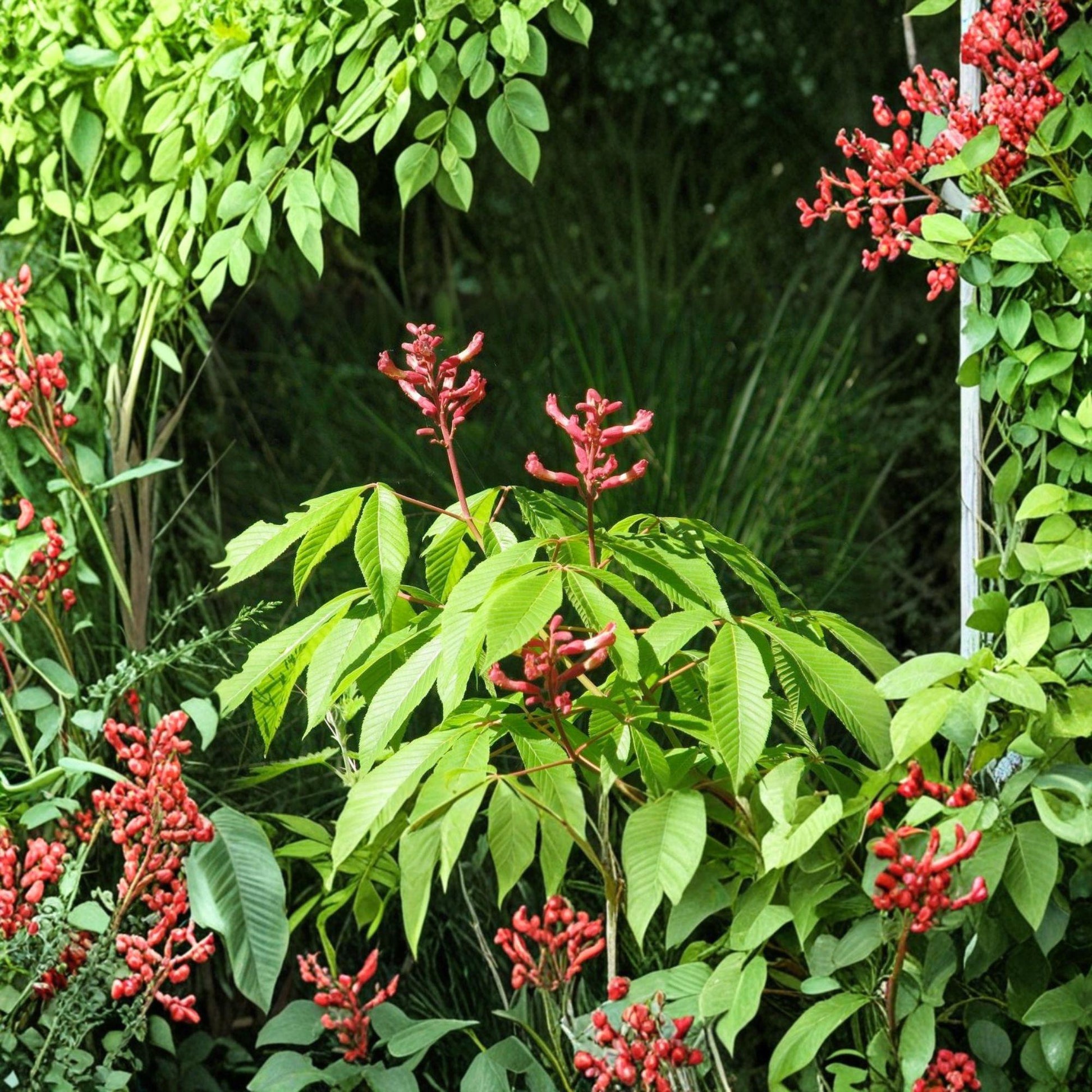 Red Buckeye Plant 1 Bare Root 16+ Inches Aesculus pavia - Deciduous Shrub with Red Tubular Flowers for Borders & Hedges
