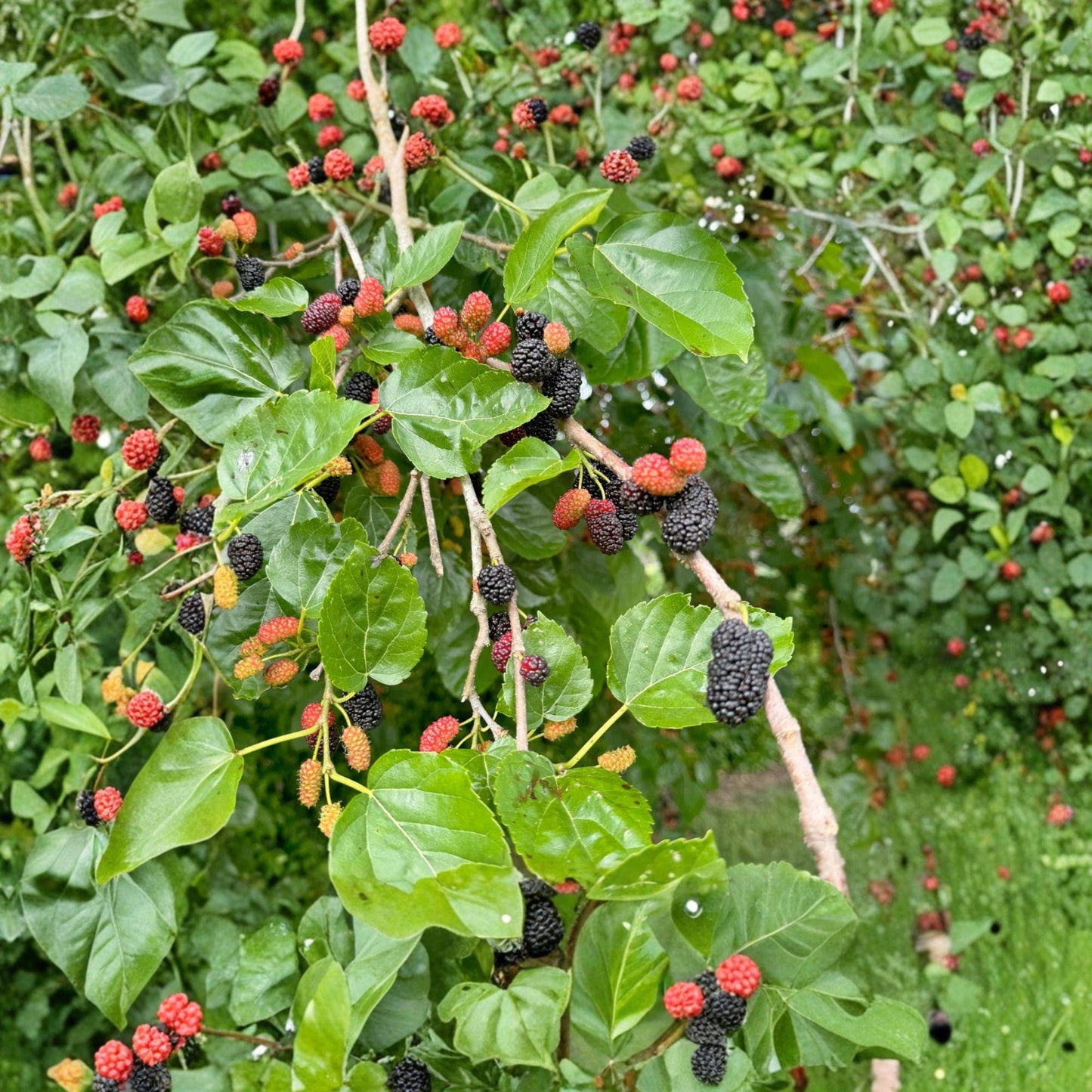 Red Mulberry Cuttings 12 Unrooted Morus rubra - Deciduous Fruit Tree for Propagation, Sweet Dark Berries, Adaptable Growing Conditions
