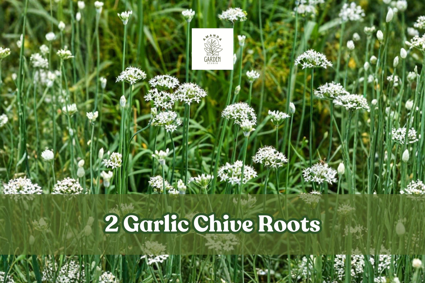 Garlic Chive Roots | 2 Live Bare Root Allium Herb Starter | Allium tuberosum | Culinary & Pollinator Garden Plant