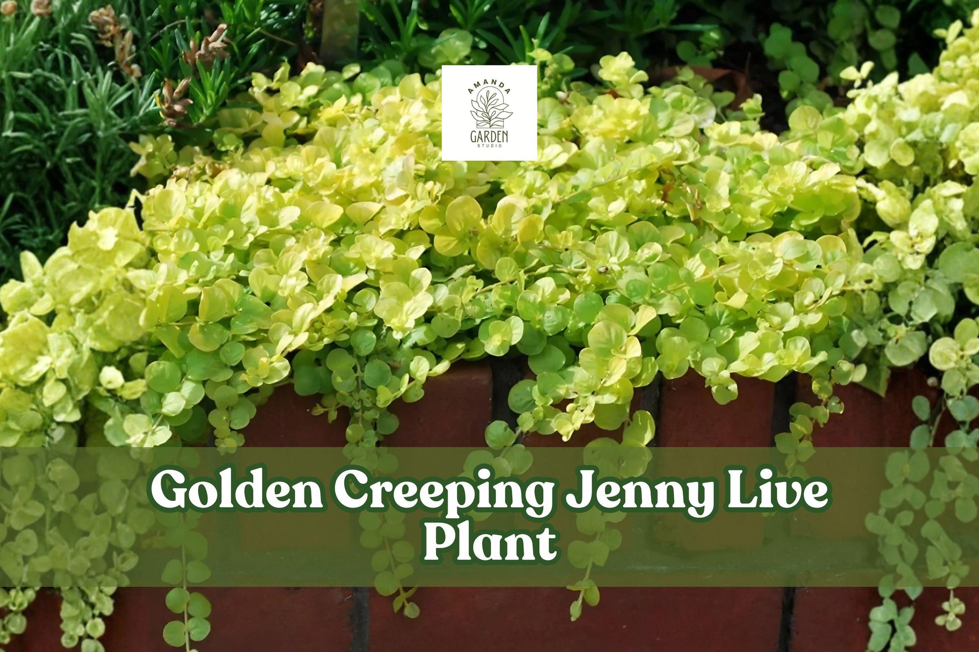 Golden Creeping Jenny Starter Plant | 1 Plug | Golden Foliage Groundcover | Lysimachia nummularia 'Aurea' | Trailing Perennial
