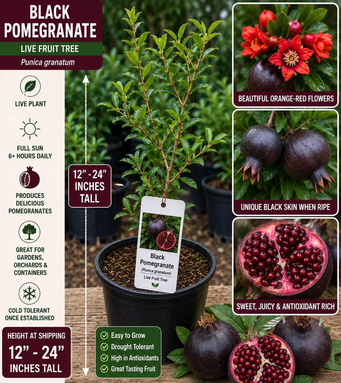 Black Pomegranate Live Fruit Tree 12-24 Inches - Punica granatum - Edible Fruit Plant - Bloom Haven Nursery