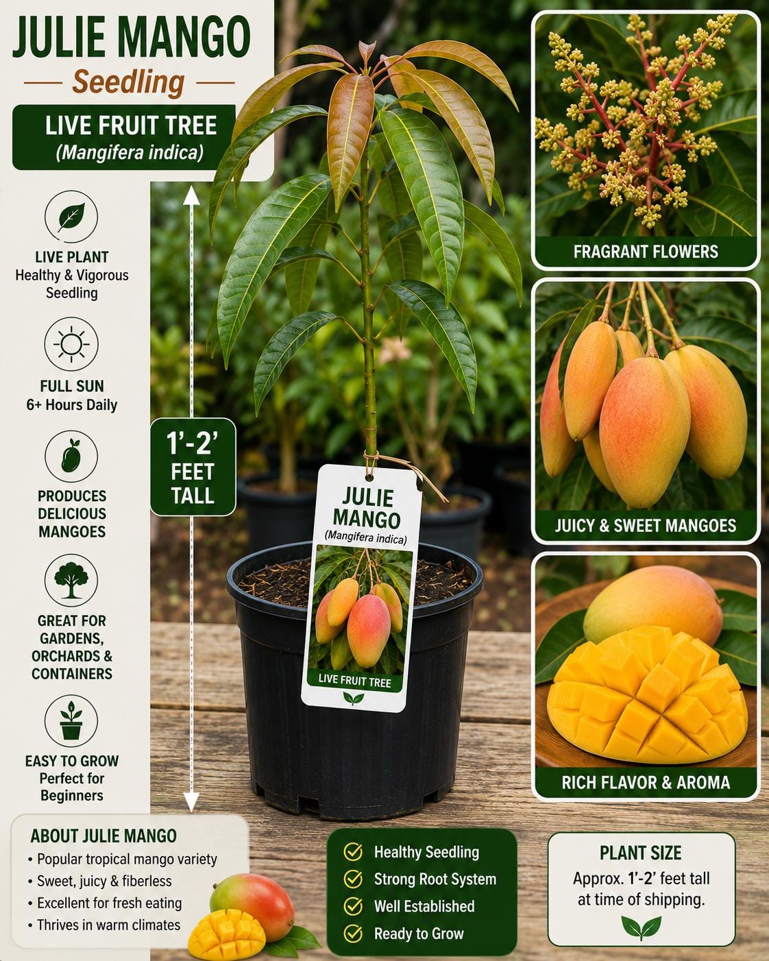 Julie Mango Seedling 1-2 Feet - Mangifera indica - Tropical Fruit Plant - New Harvest Quality