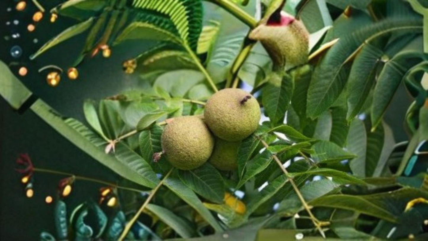 Live Oak Seeds 5 Pack - Quercus virginiana - Evergreen Shade Tree for Outdoor Planting, Hardy Landscape Tree Seeds