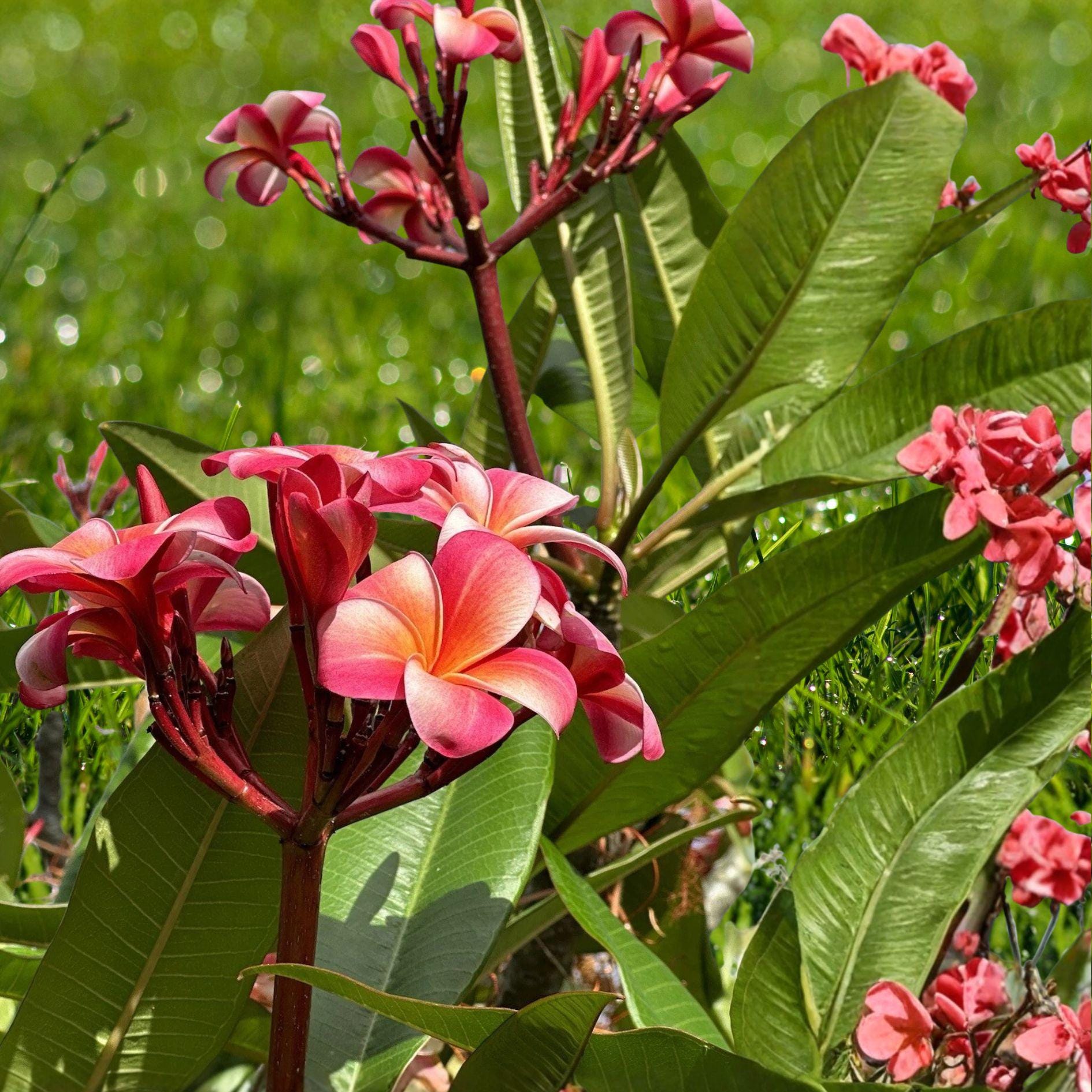 Pink Plumeria Cutting 10” Double Head Unrooted | Frangipani Flower Plant | Plumeria rubra | Tropical Garden Propagation