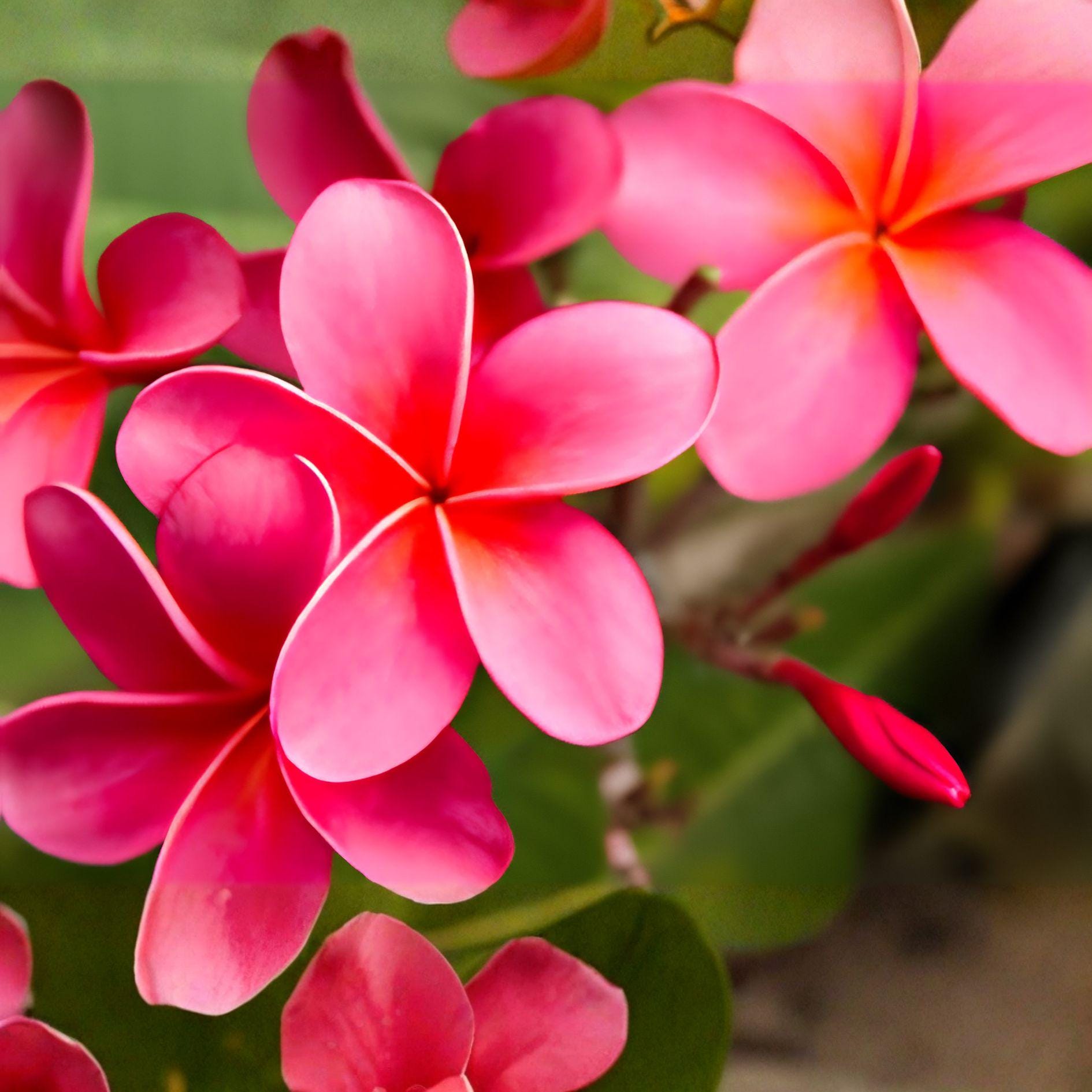 Pink Plumeria Cutting 10” Unrooted Frangipani Plant - Tropical Flower (Plumeria rubra) for Gardens & Containers