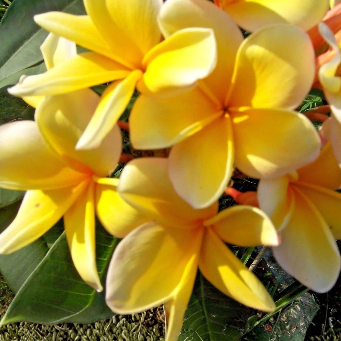 Yellow Plumeria Cutting 10” Double Head Unrooted | Frangipani Tropical Flower Plant | Plumeria rubra (Yellow Variety)
