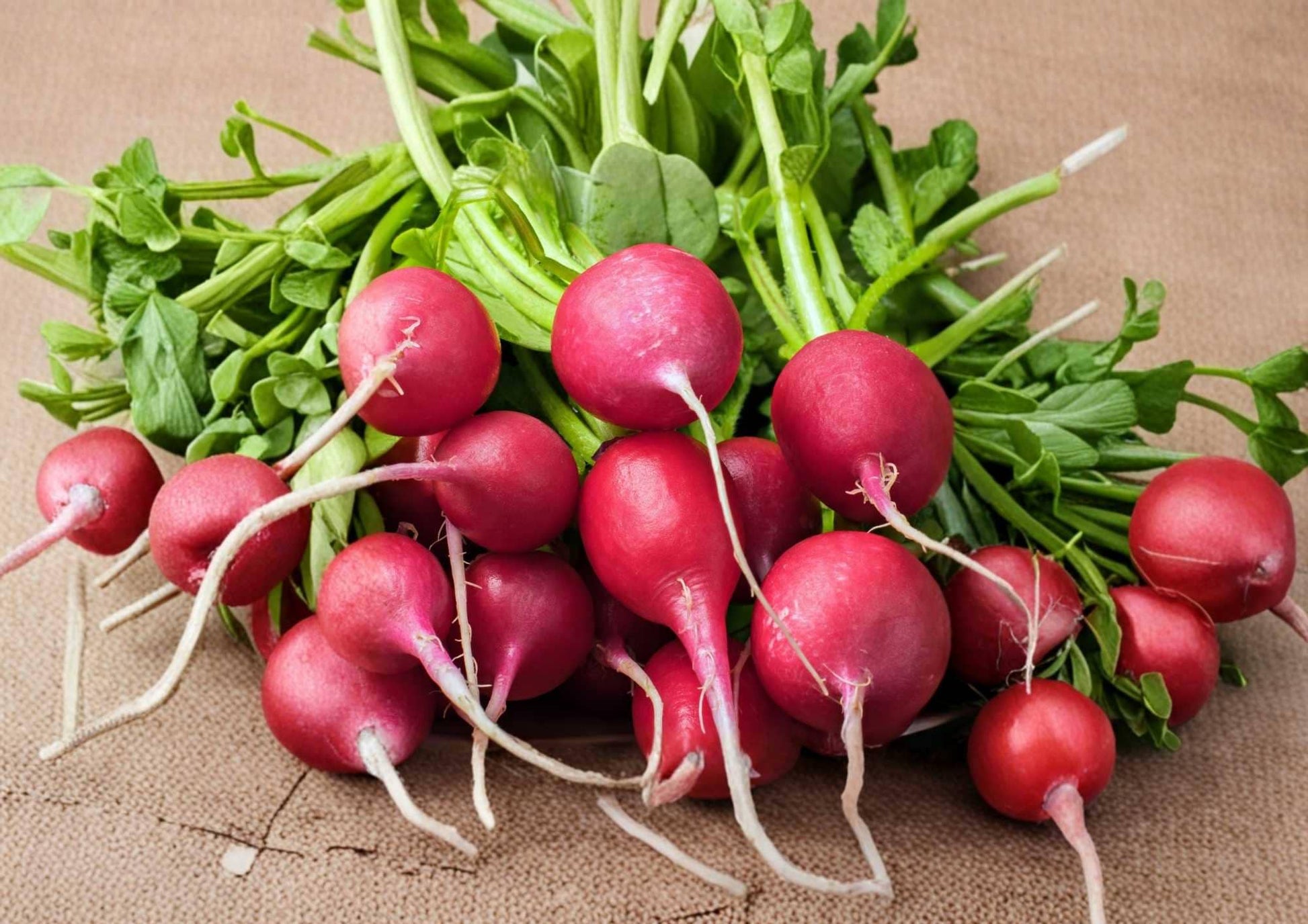 German Giant Radish Seeds - 300+ Heirloom Non-GMO Vegetable Seeds for Garden Planting - Large Red Crisp Mild Sweet Roots