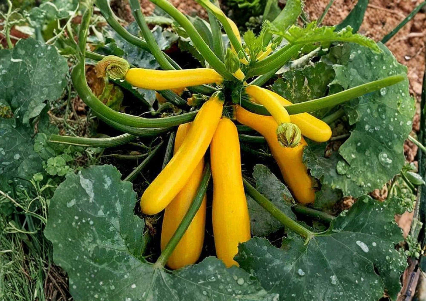 Yellow Crookneck Squash Seeds - 50+ Heirloom Non-GMO Golden Summer Vegetable Seeds for High Yield Garden Planting