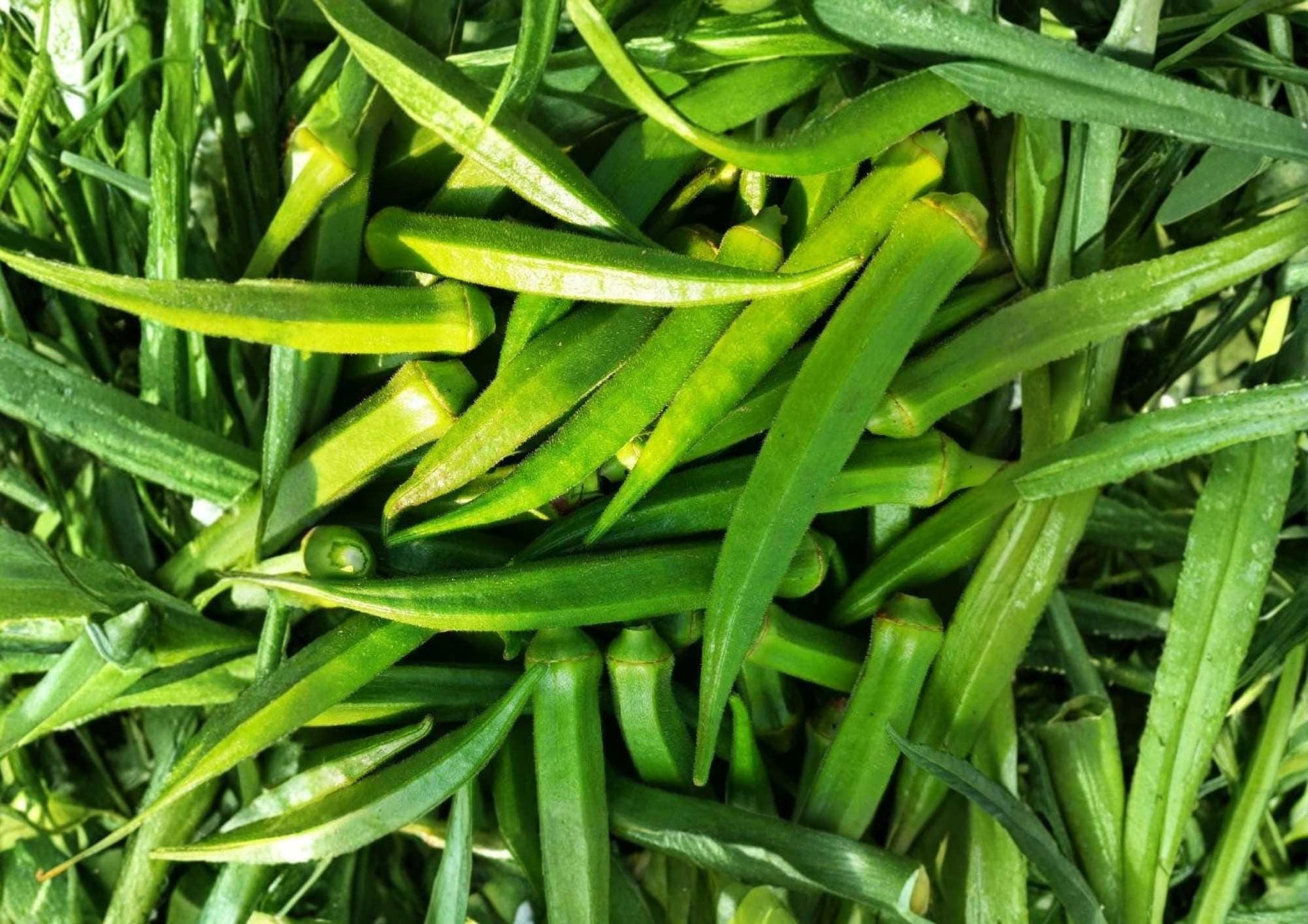 Perkins Long Pod Okra Seeds - 50+ Heirloom Non-GMO Vegetable Seeds for High Yield Garden Planting - Abelmoschus esculentus