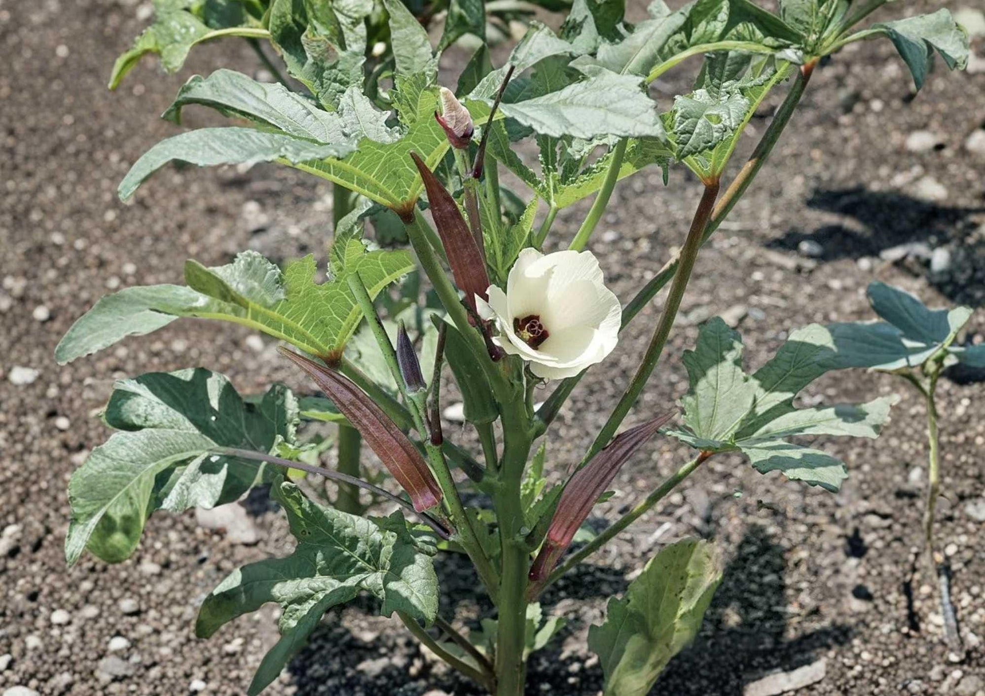 50+ Louisiana Longhorn Cowhorn Okra Seeds - Heirloom Non-GMO Vegetable Seeds for Garden Planting, Extra Long Green Pods